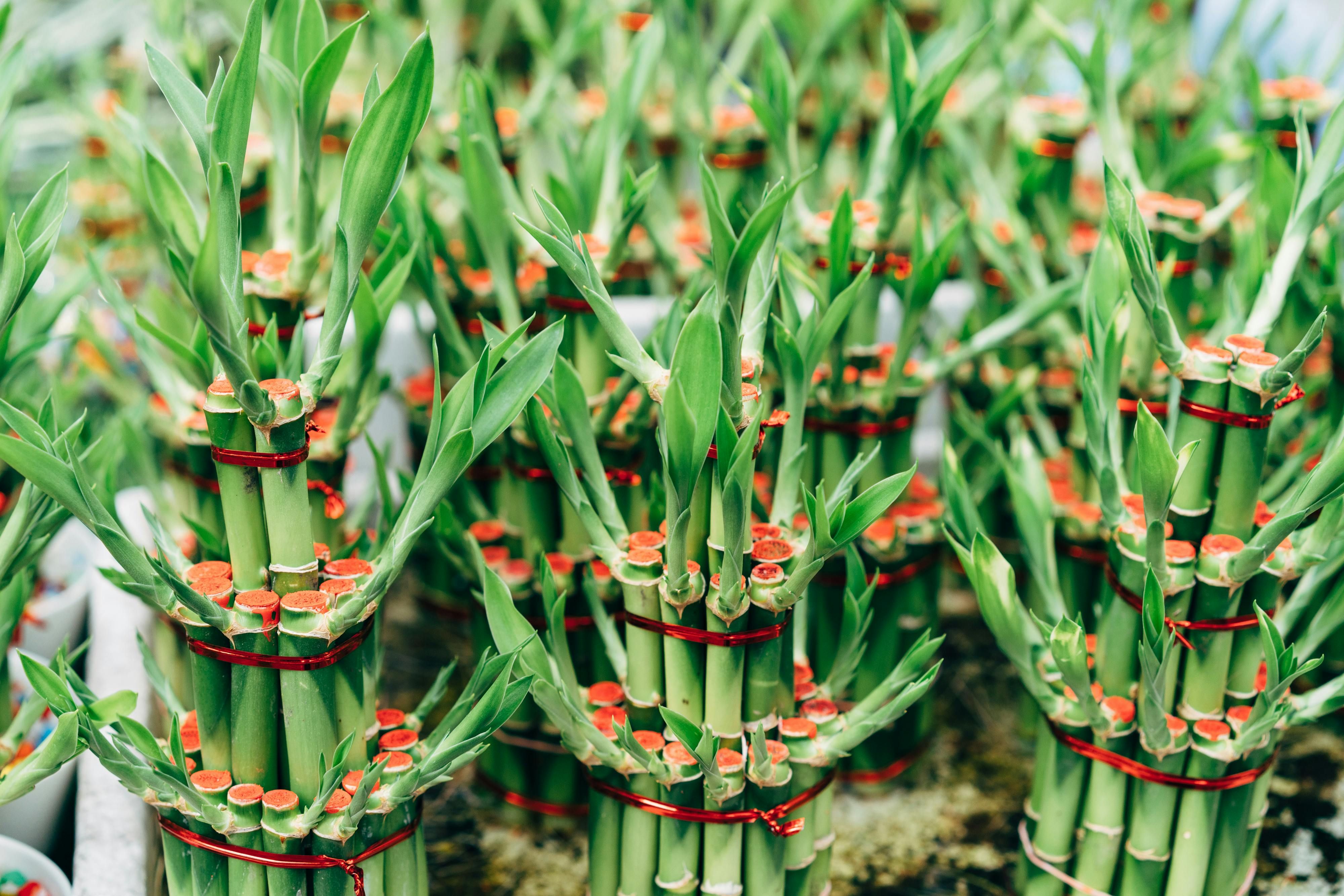 A cluster of lucky bamboos.