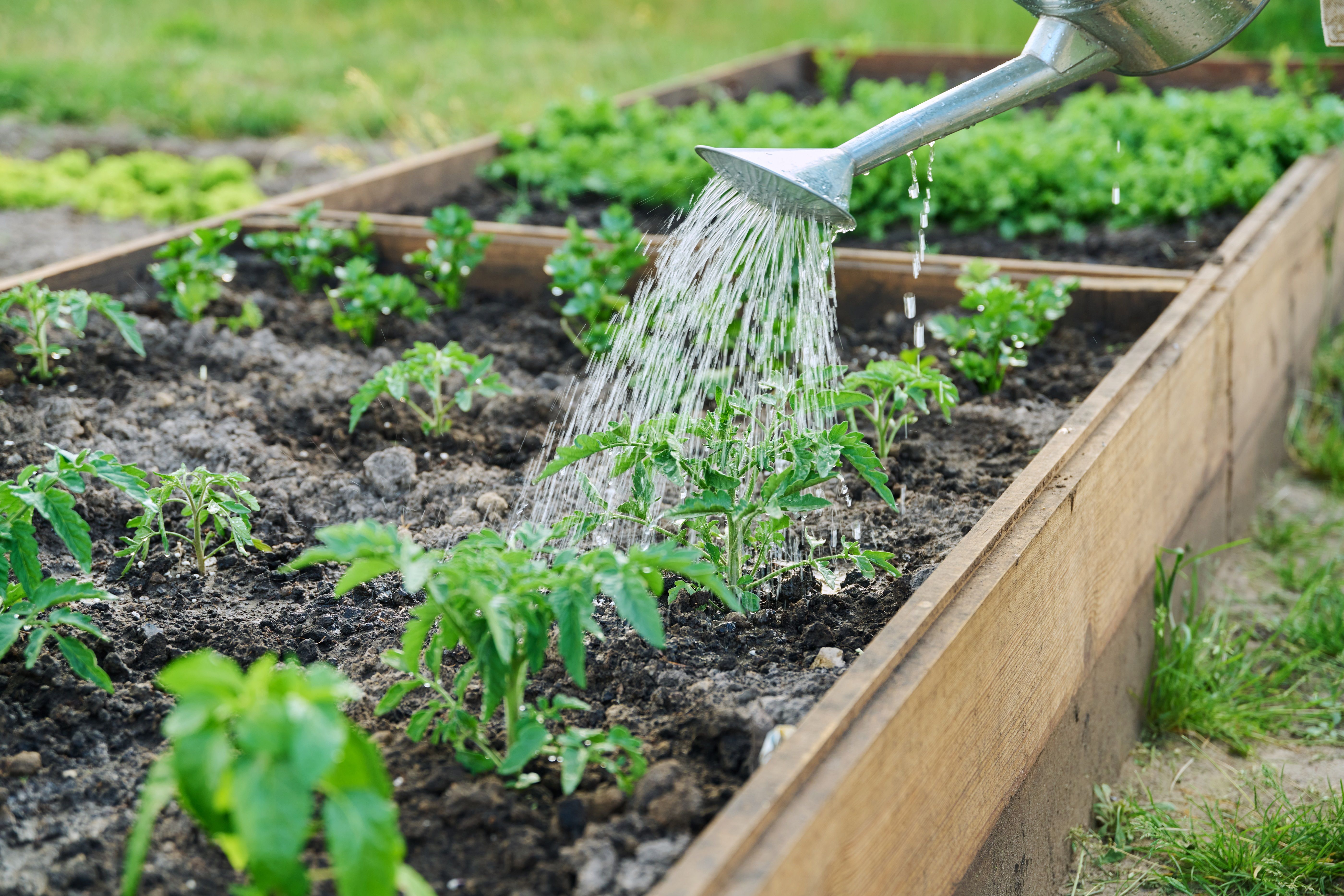 Close-up of watering can watering young tomato and vegetable plants in wooden bed