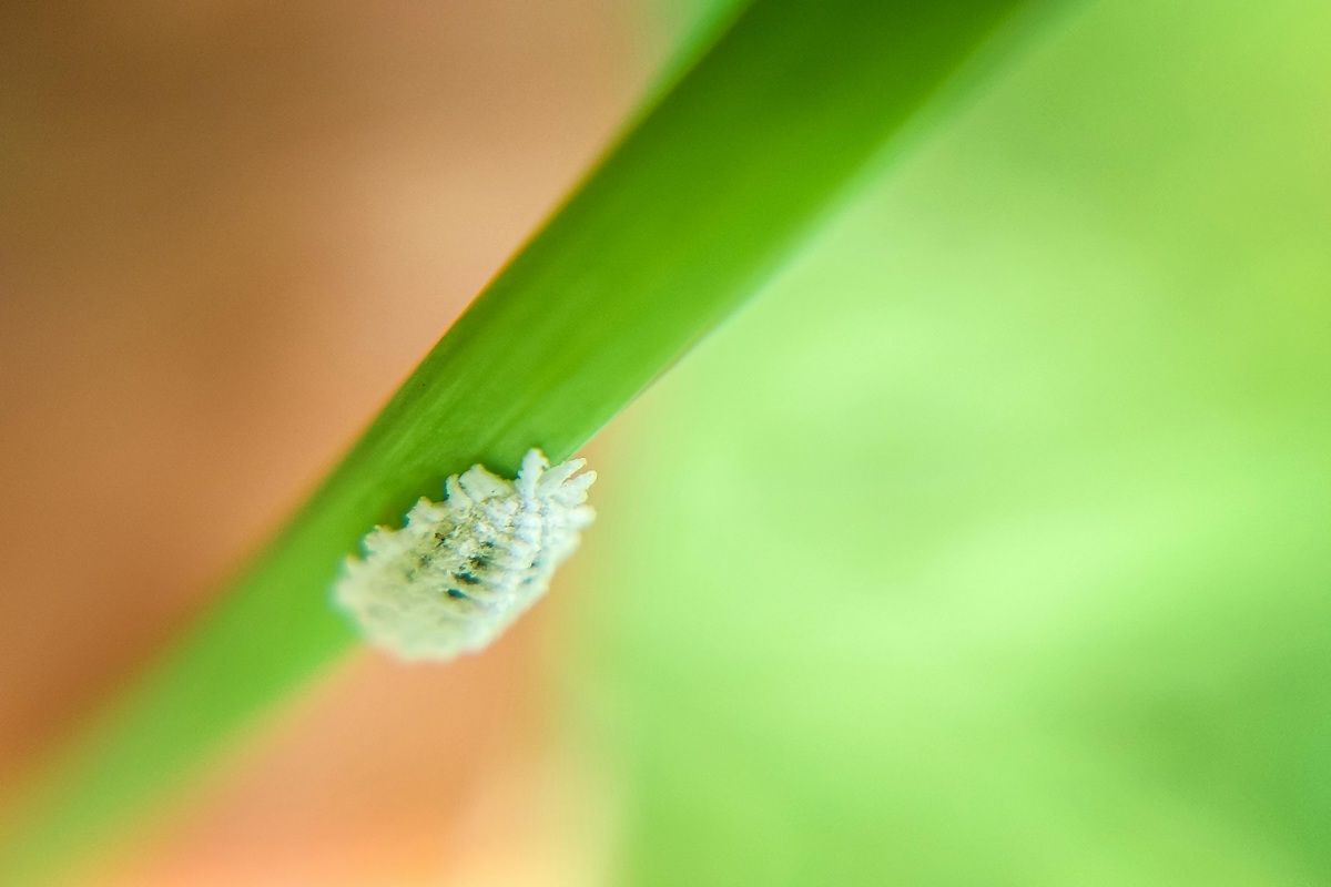 Mealybugs.jpg