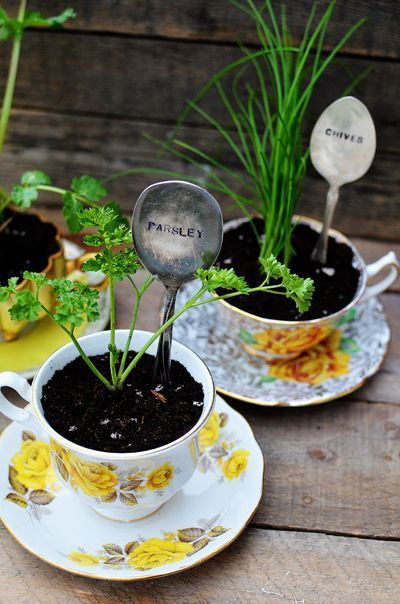Mini Herb Garden in Tea Cup.jpg