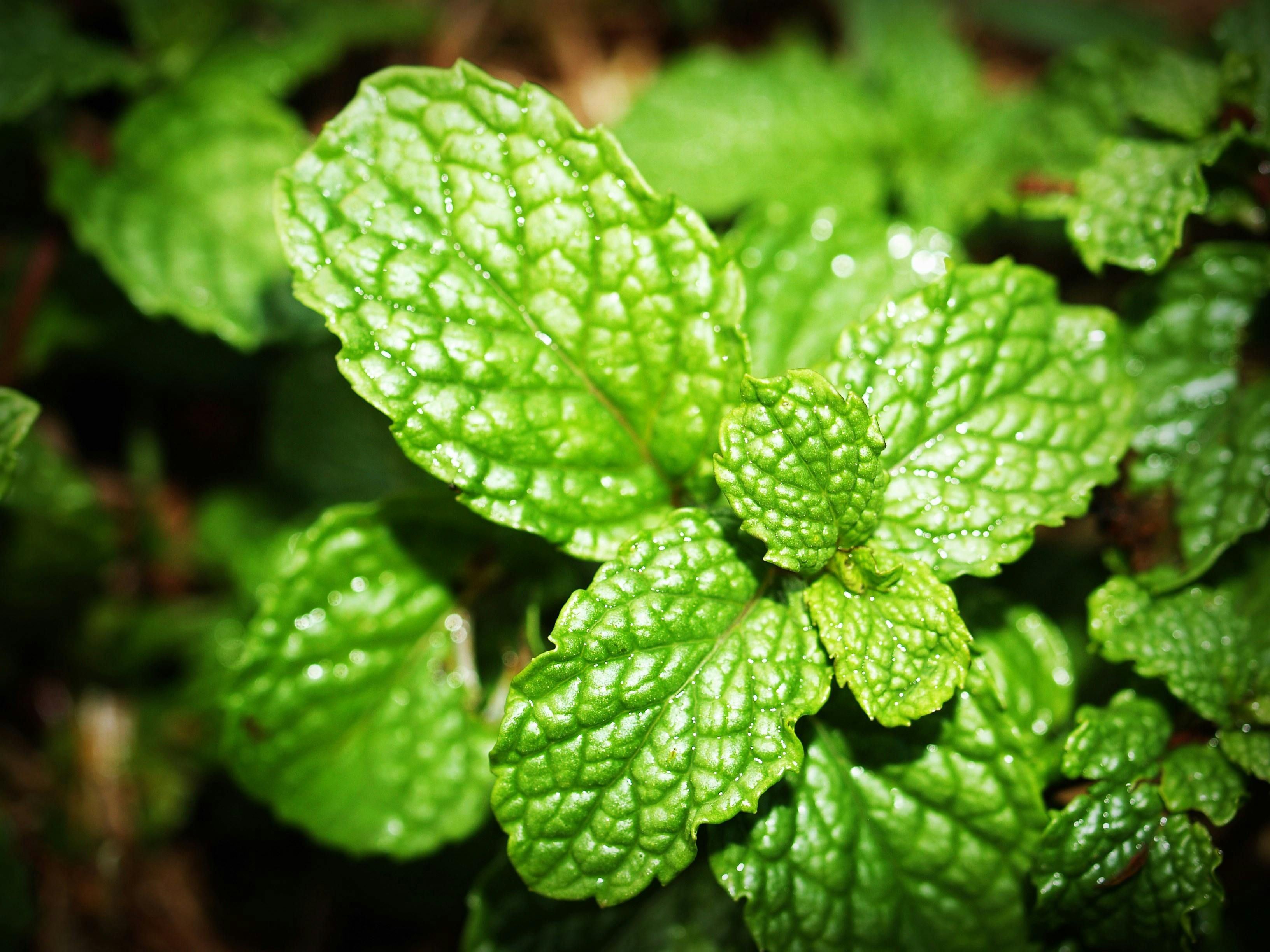 Green mint leaves in the garden.