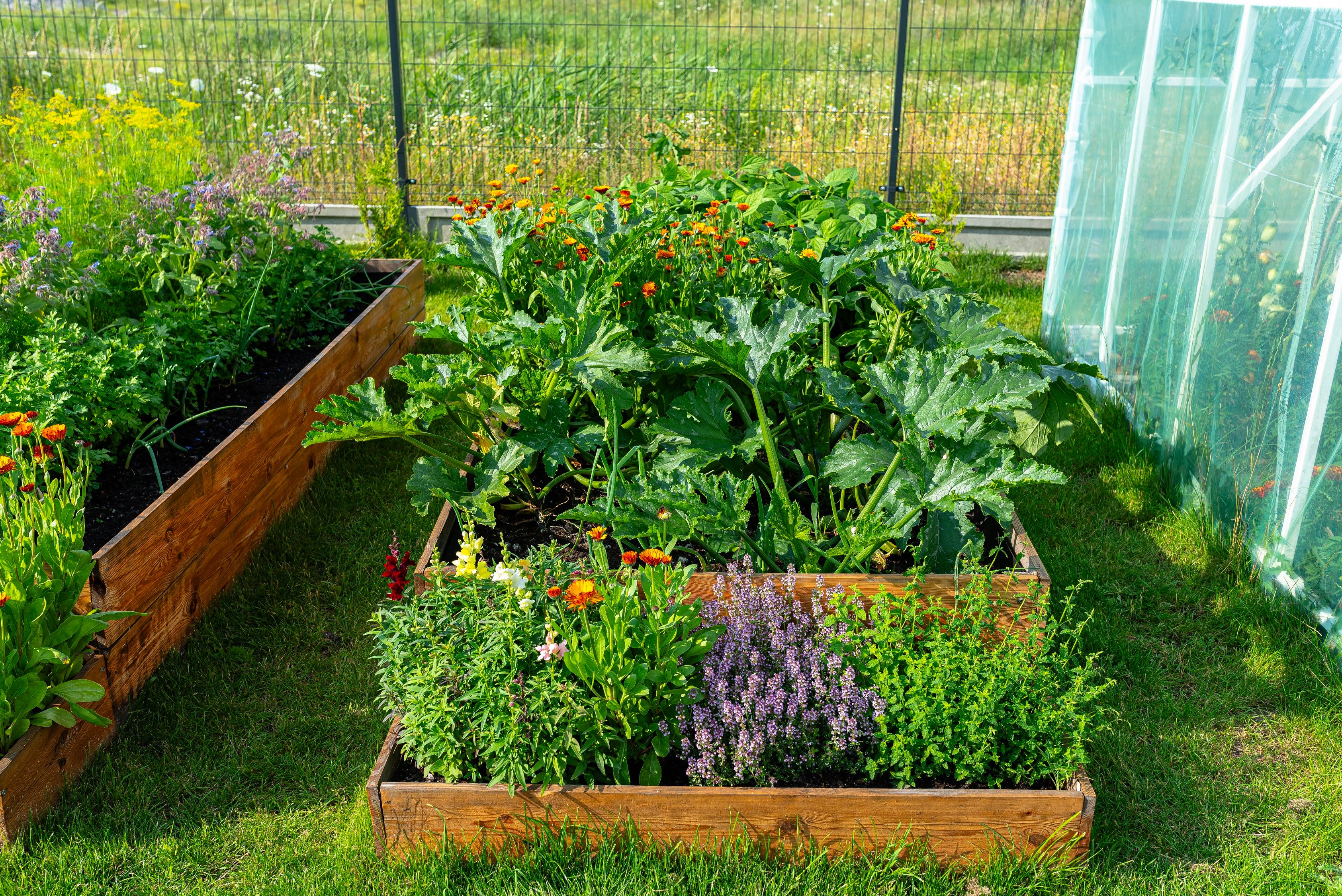 A wooden crate with various vegetables, standing on the grass in raised bed garden