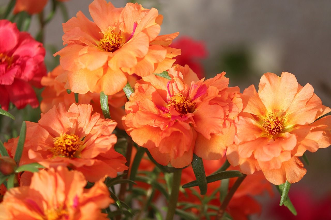 Bunch of orange colored blooming moss rose succulents in a garden