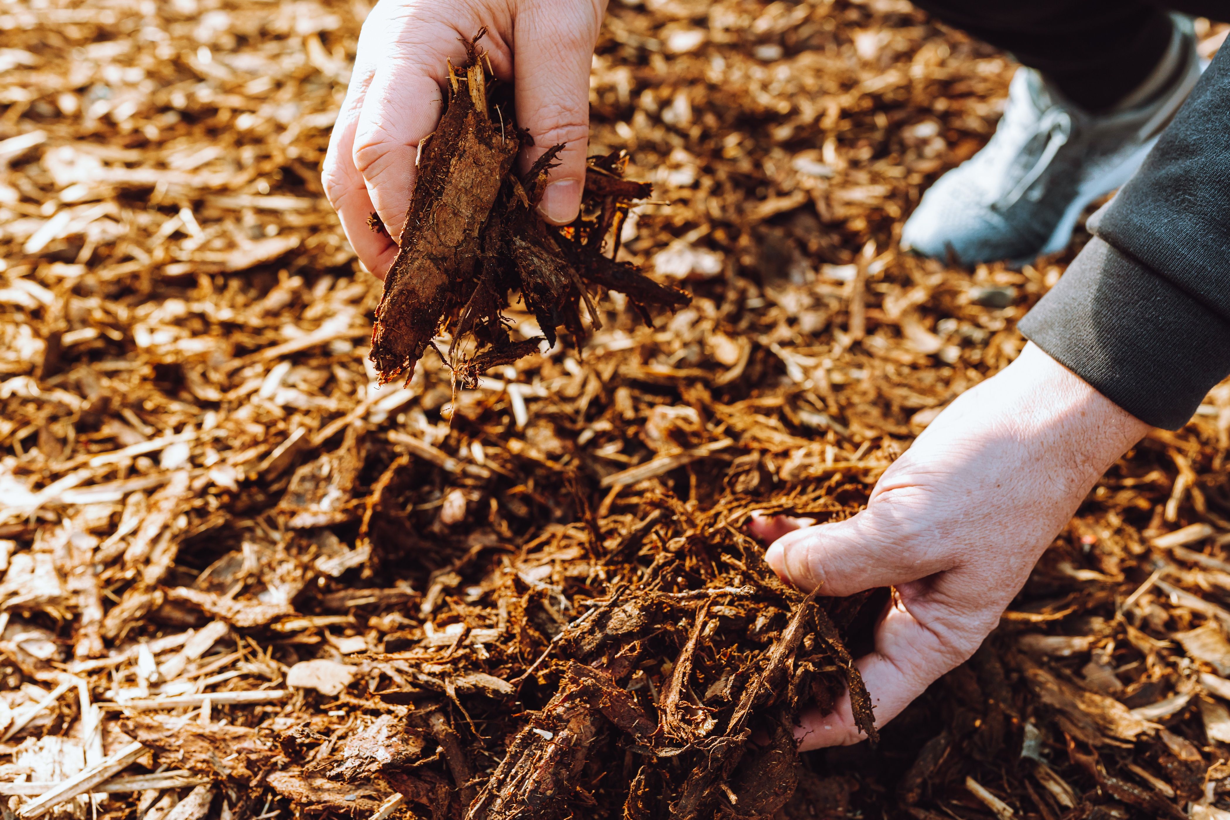 Hands of a person holding wood chips for mulching the beds.