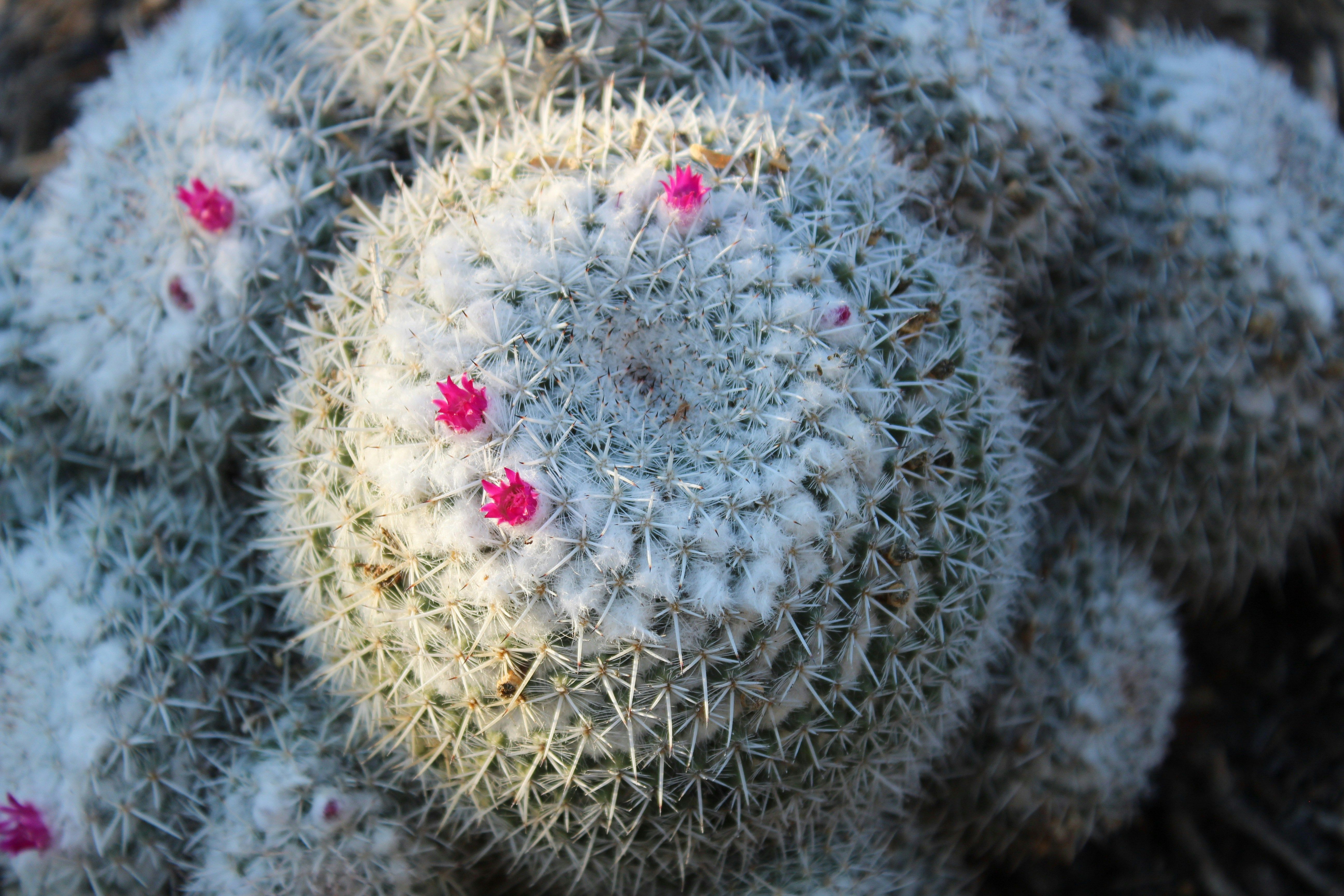 A close up of an old lady cactus with pink flowers