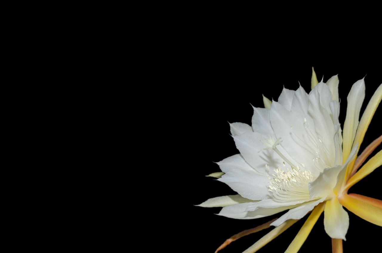 A blooming white colored orchid cactus front of a dark background.