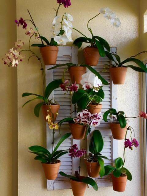 Orchid-Wall.jpg