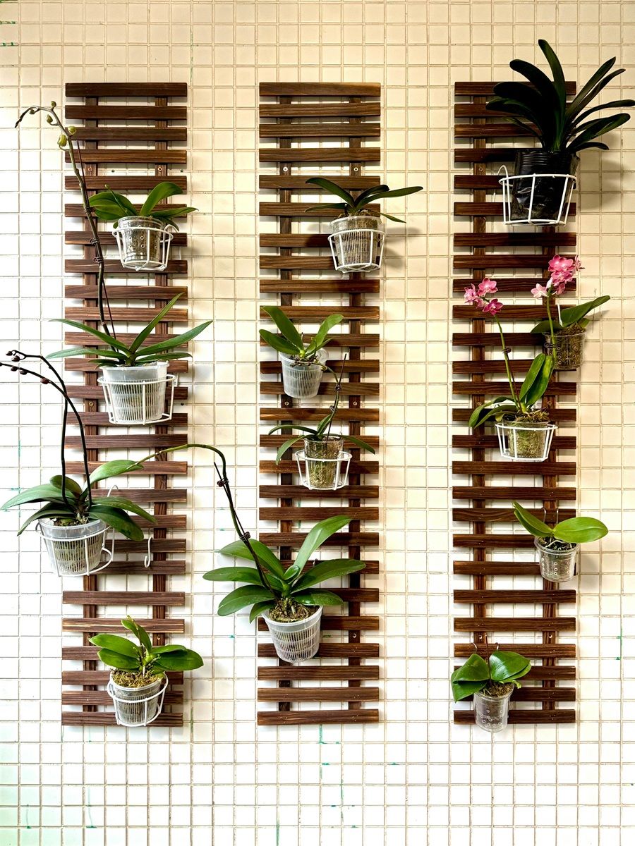 Orchid-plant-wall.jpg