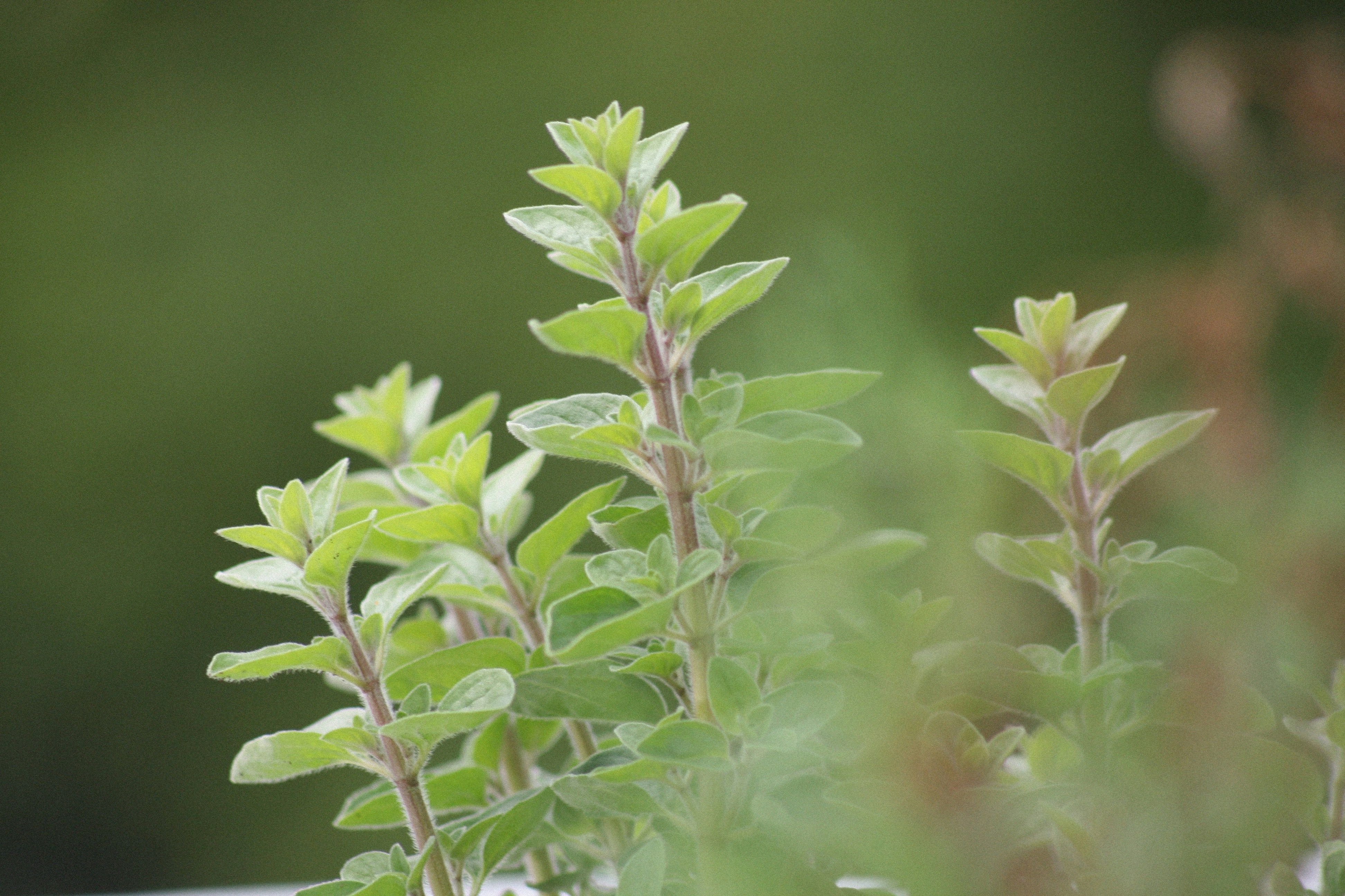 A cluster of Oreganos in a herb garden.