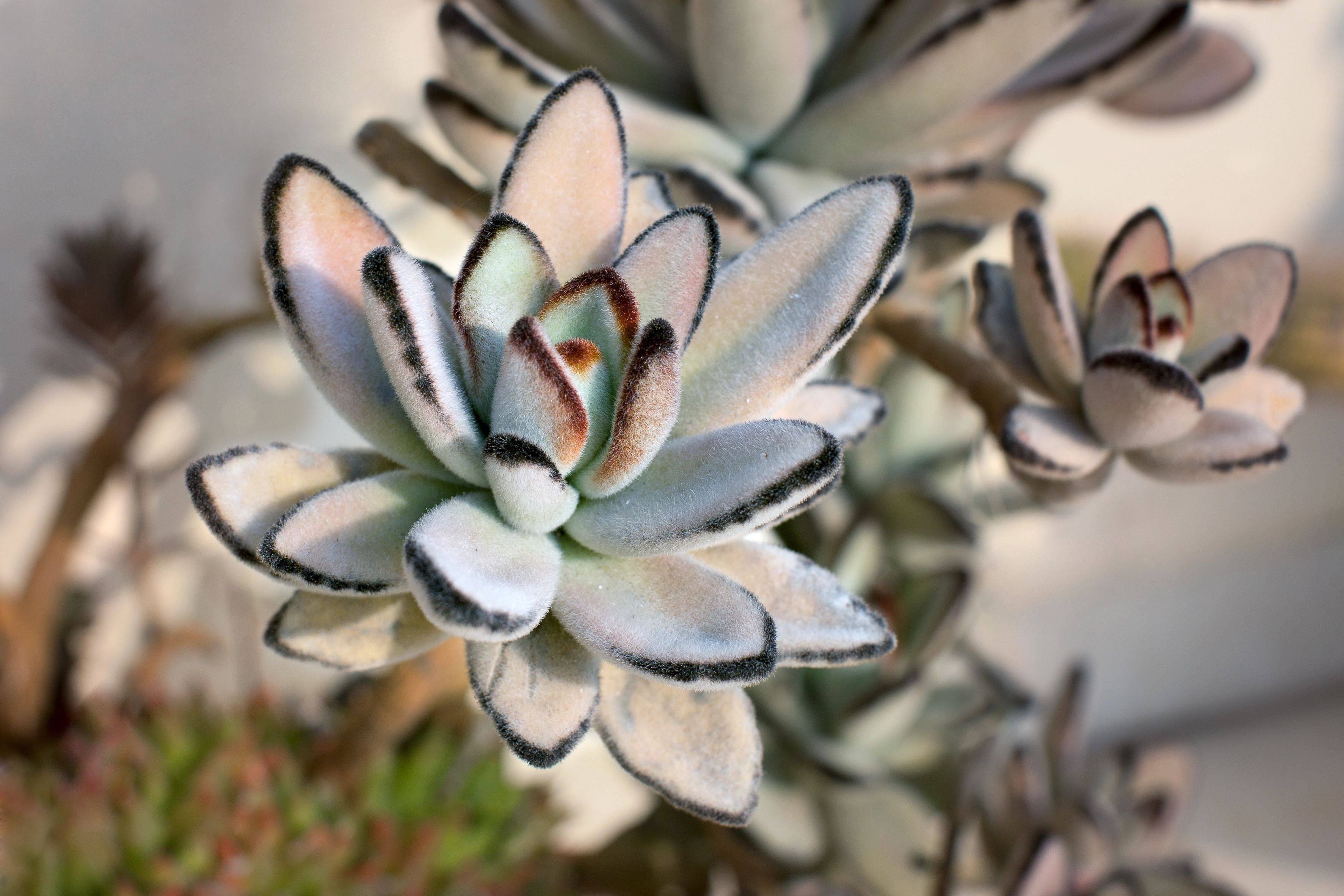 Panda plant in focus from above with greenery in the background