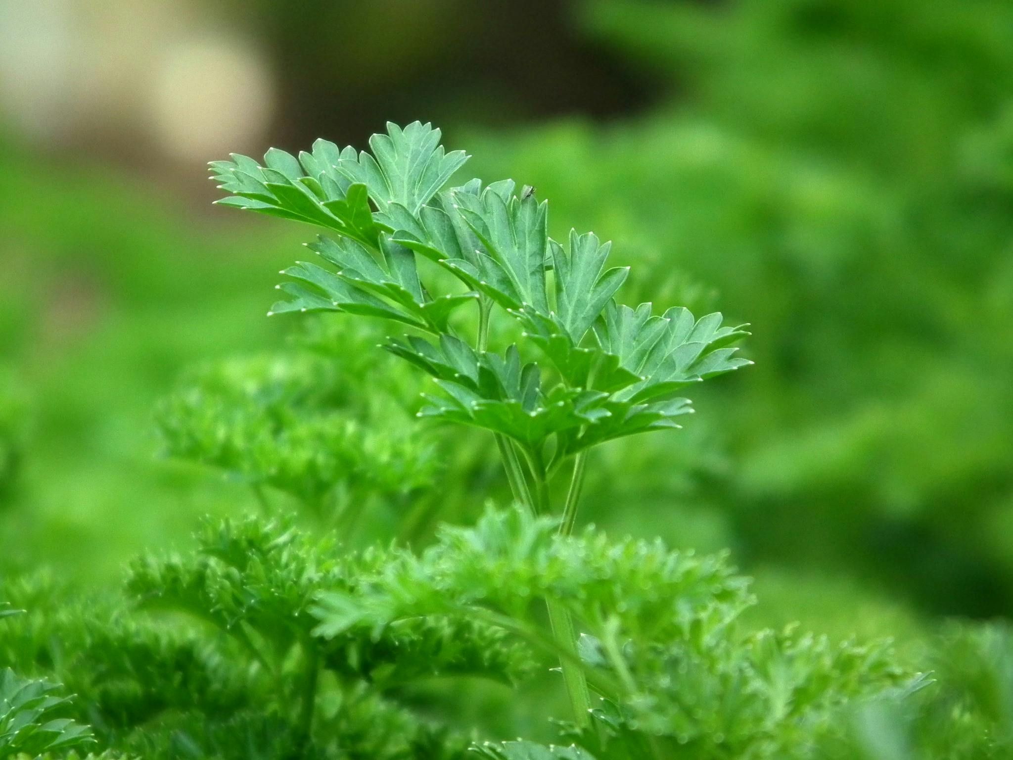 Green parsley herb in a garden.