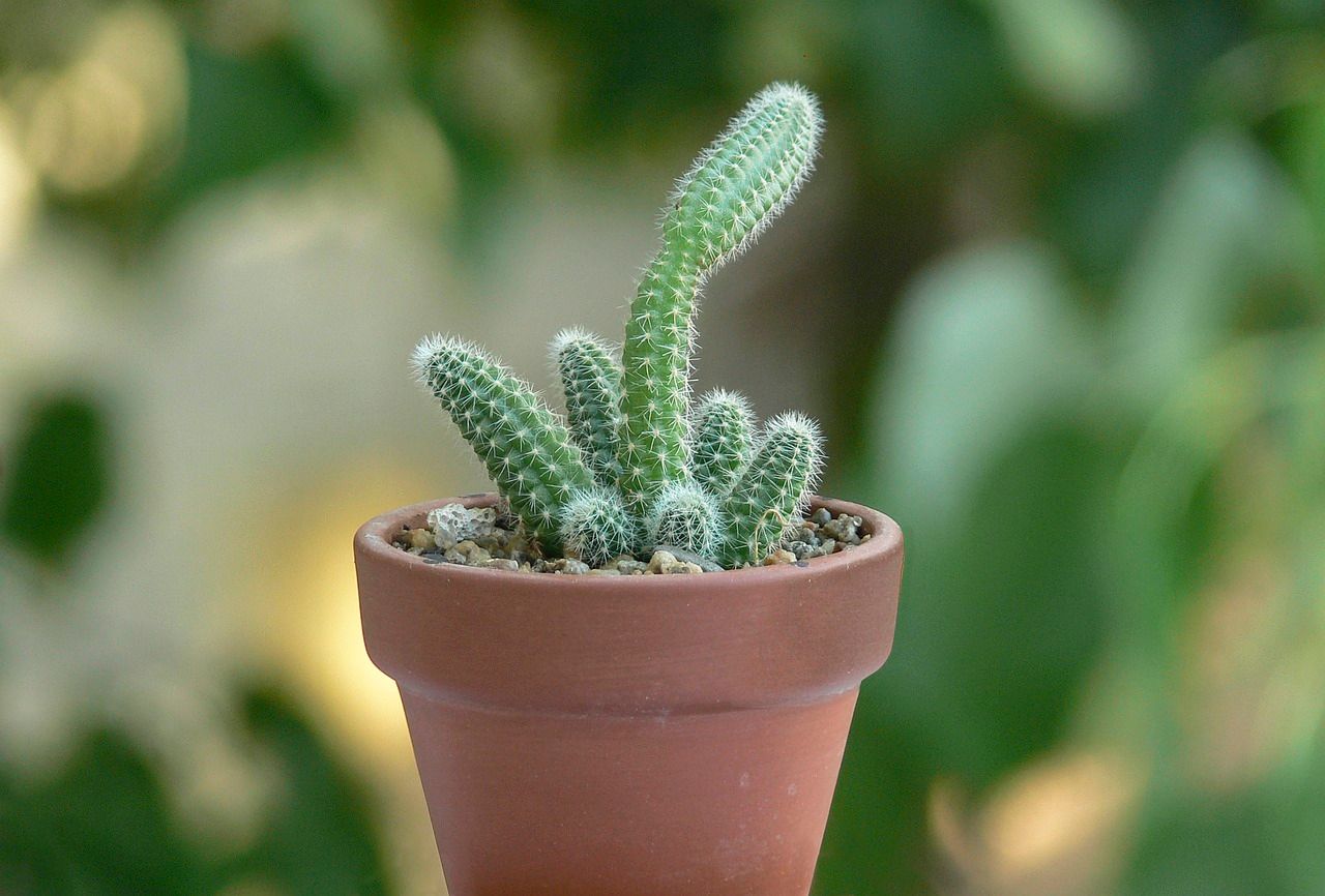 A close up photo of a cluster of peanut cactus in a brown pot.