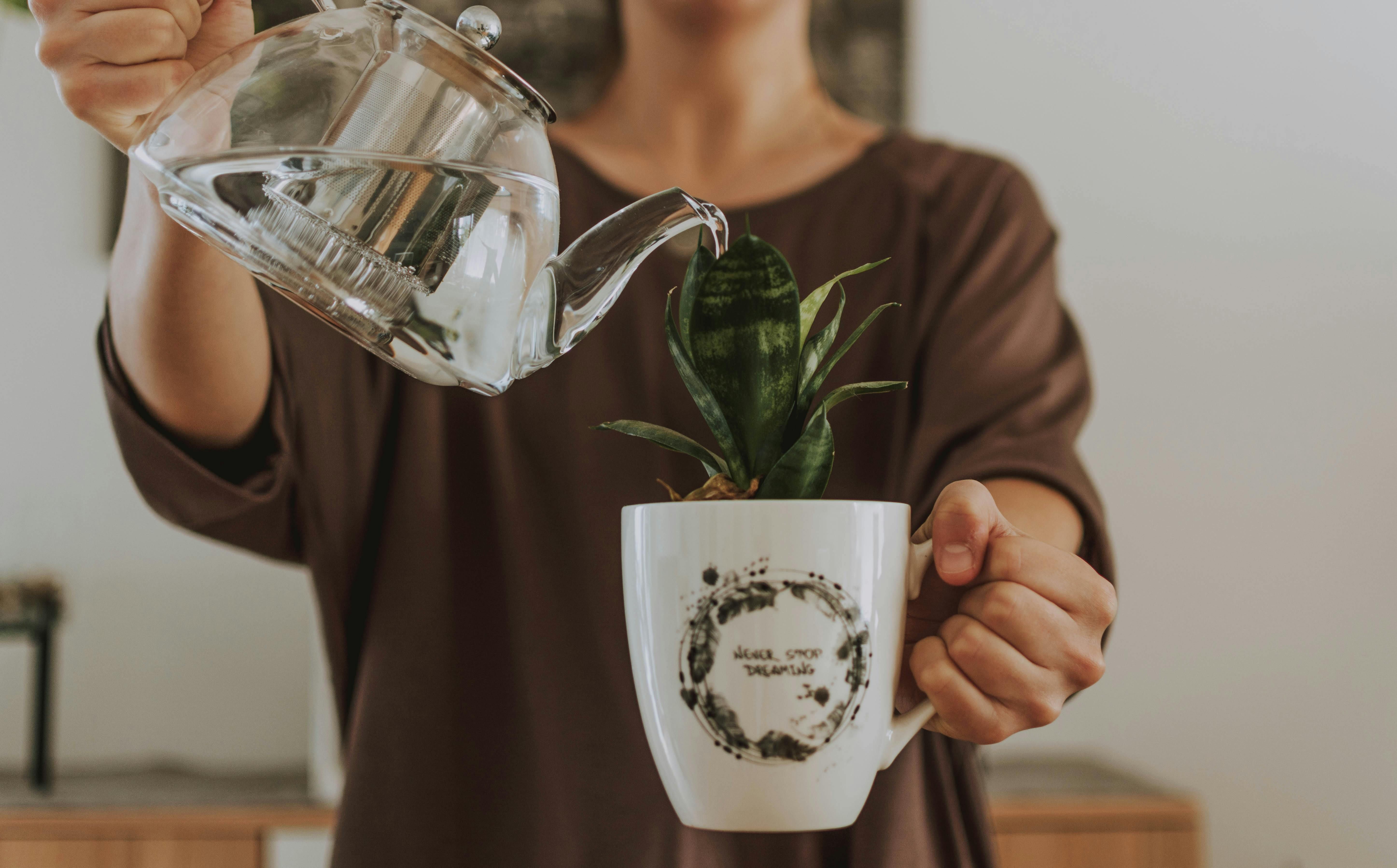 Woman watering snake plant from a teapot