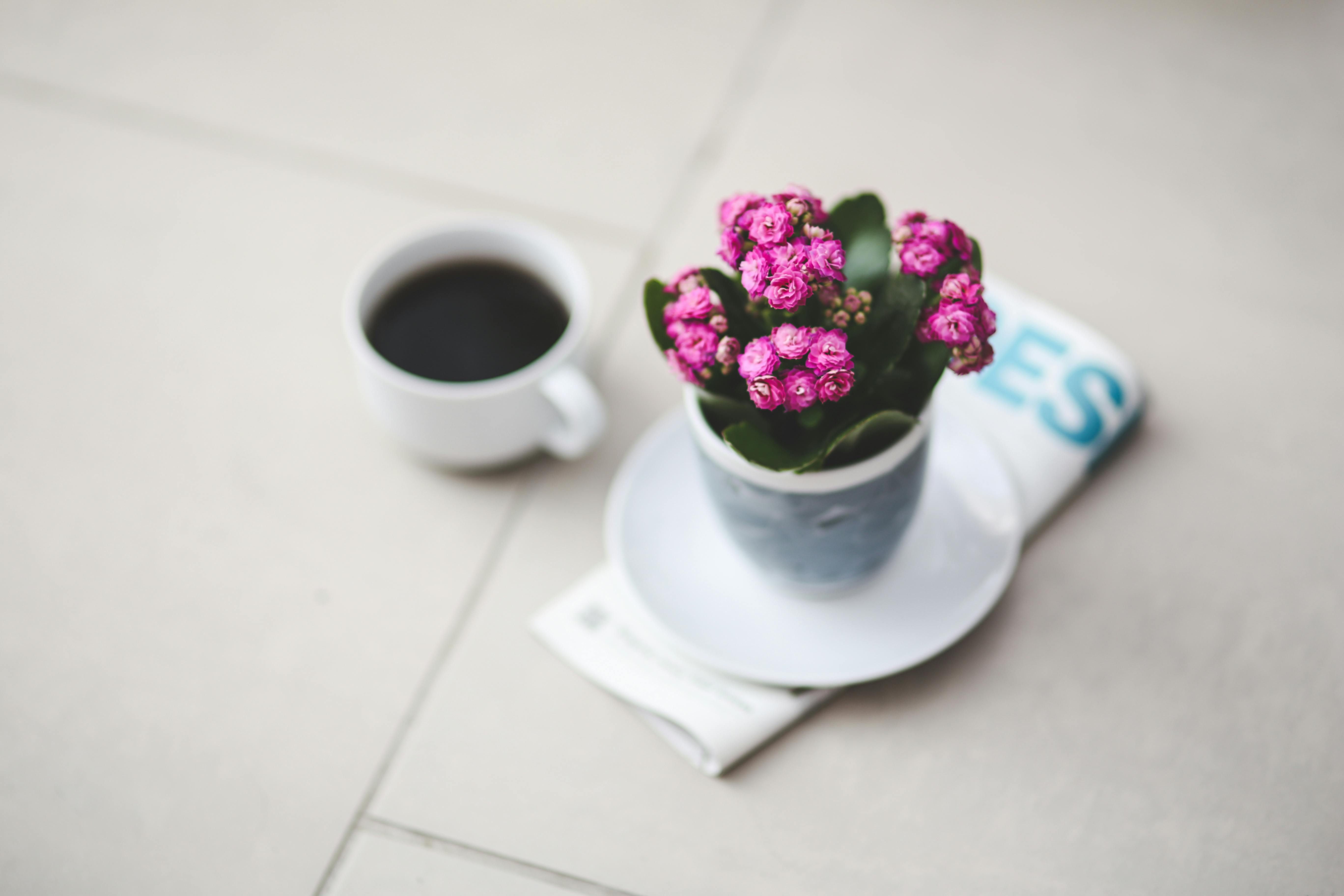 A Pink Kalanchoe in a white ceramic pot near a cup of tea.