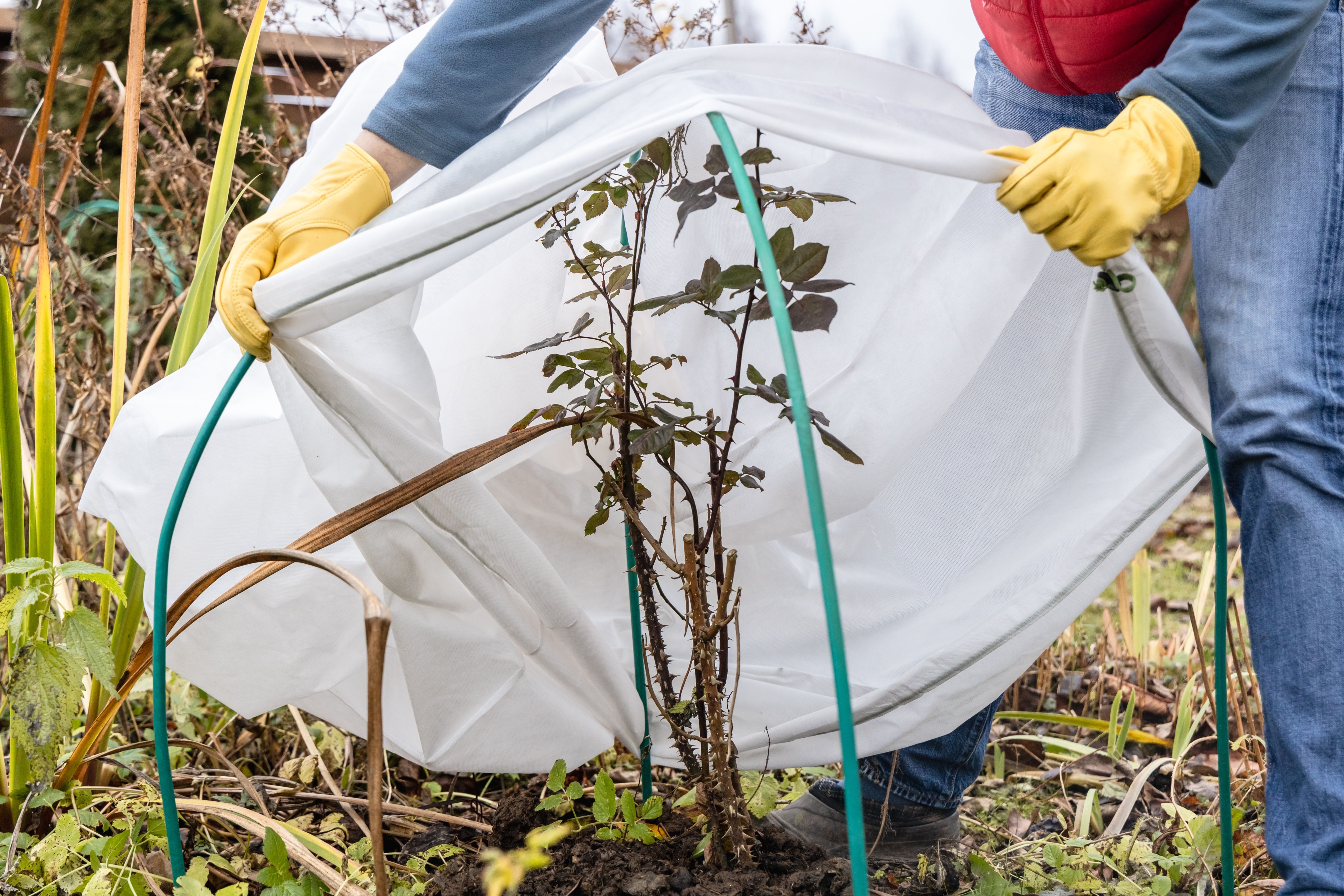 a winter protection for plants.