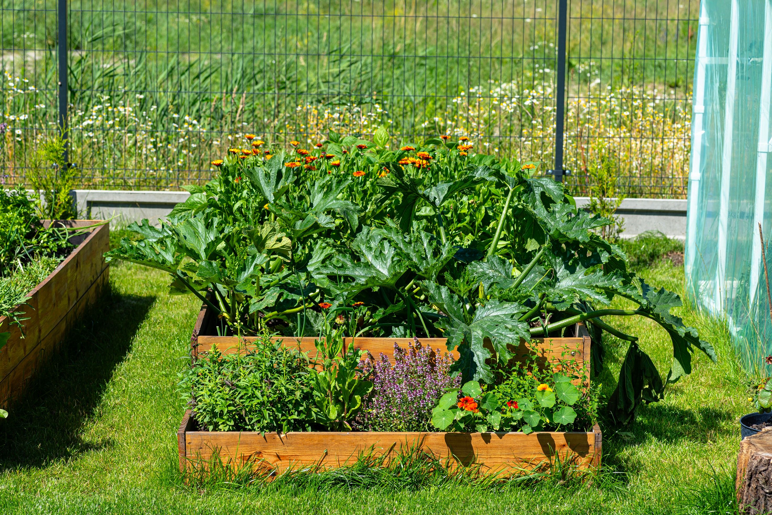 A wooden raised bed with various vegetables, standing on the grass in the garden.
