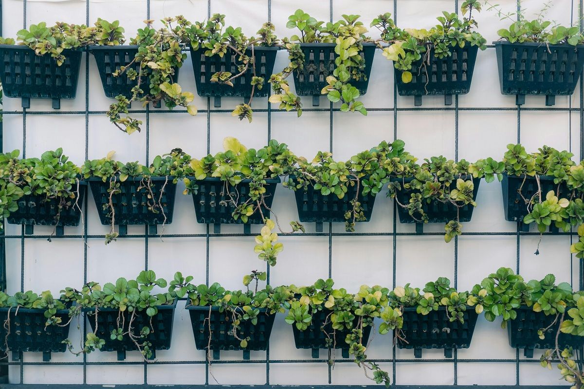 Plants-in-pots-on-wall.jpg