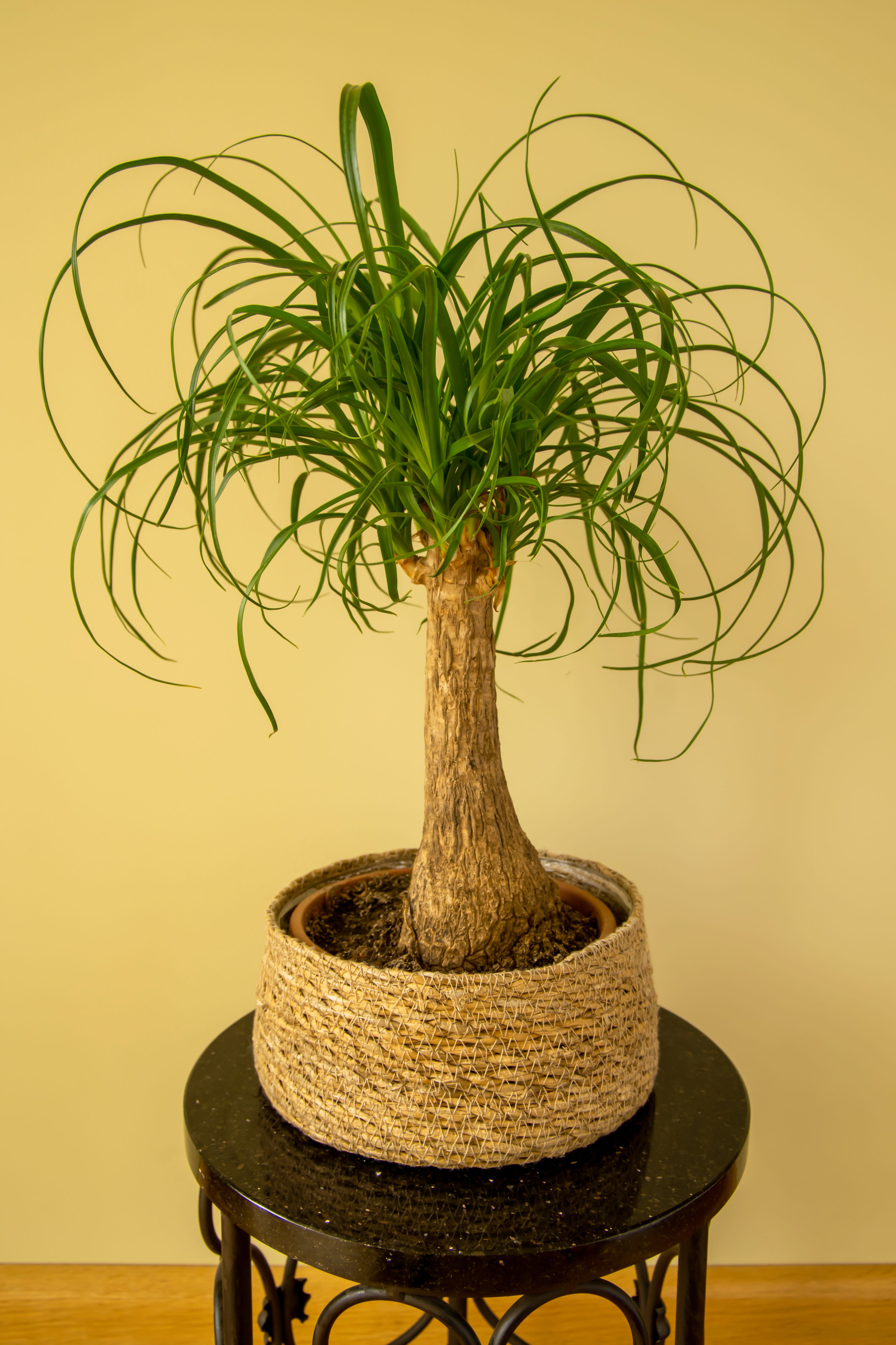 Ponytail palm in a pot on a black side table kept inside a house