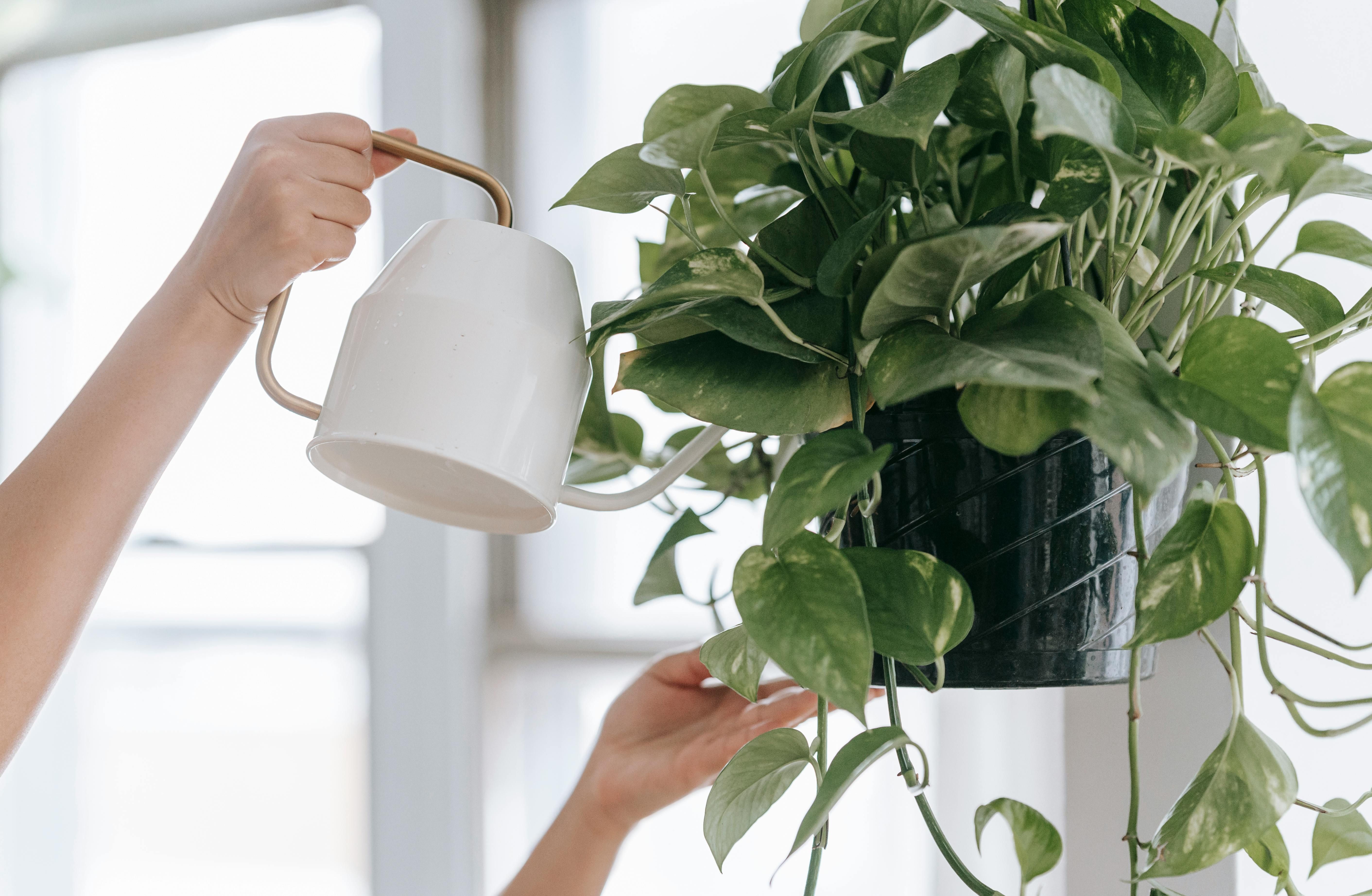 A Person watering pothos