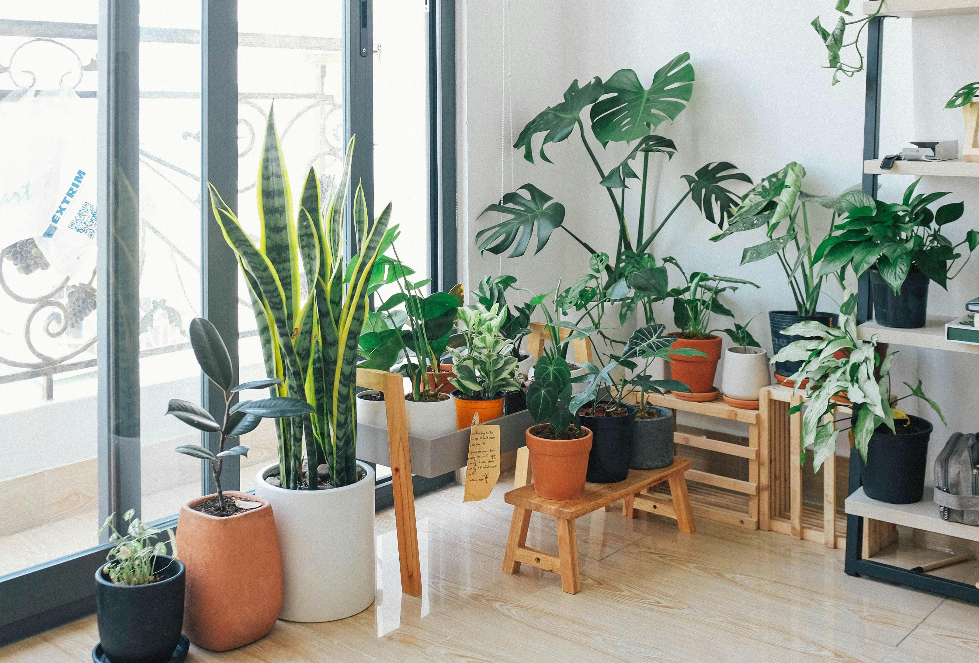 Potted plants indoors