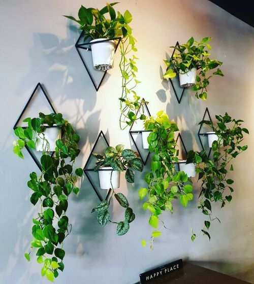 Various types of vines are planted in white containers and hanged along the wall.