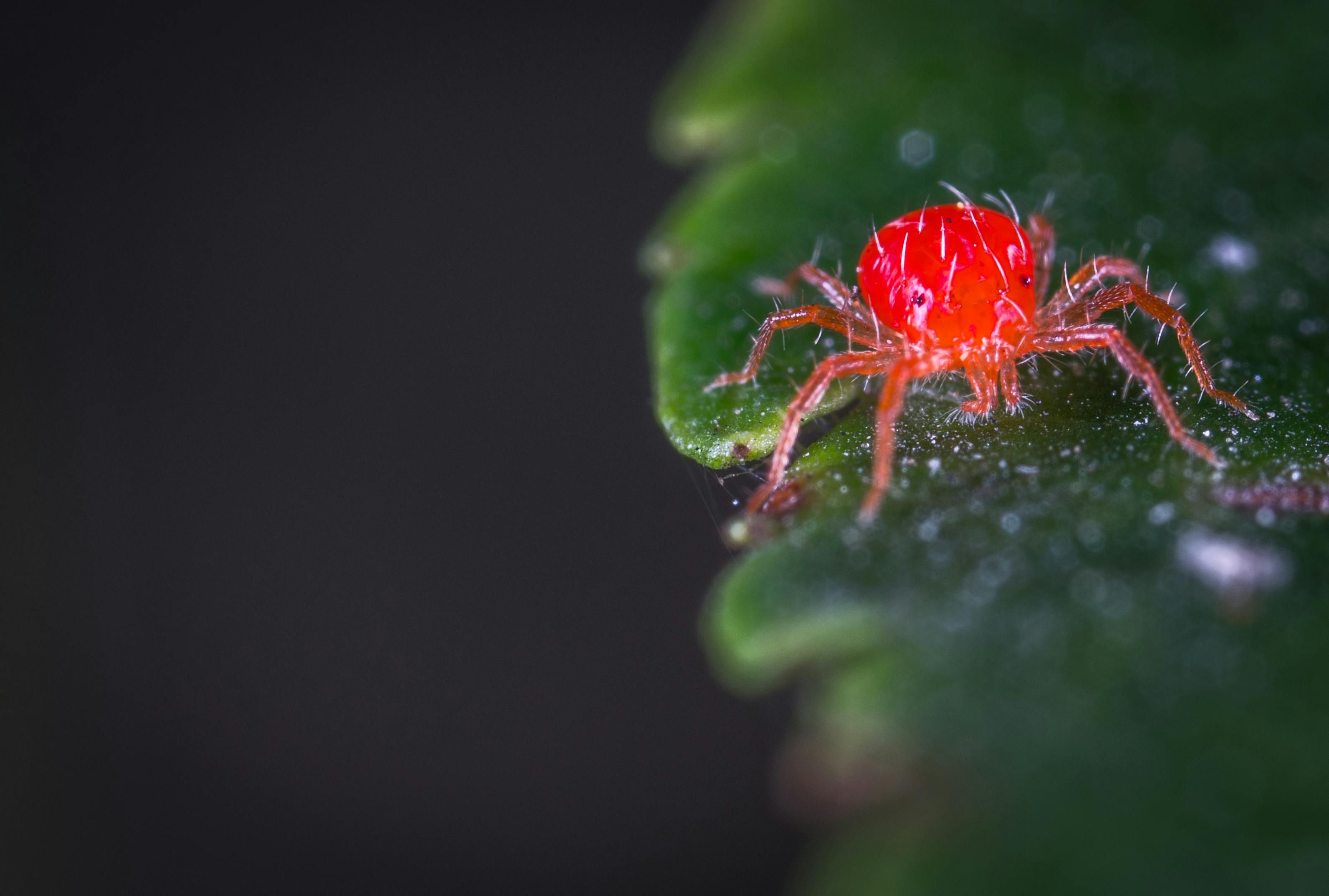 Close-up Photography of Red Spider Mites on a leaf