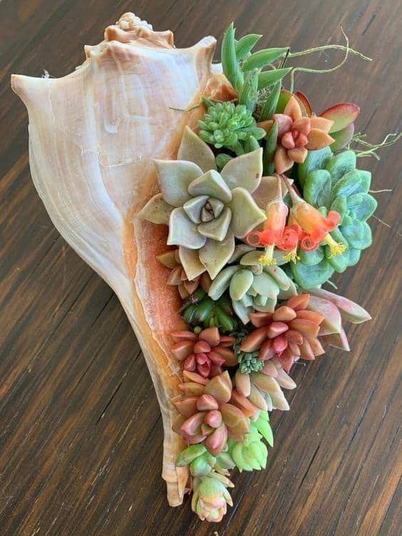 A seashell has been used as a pot for bunch of colorful succulents