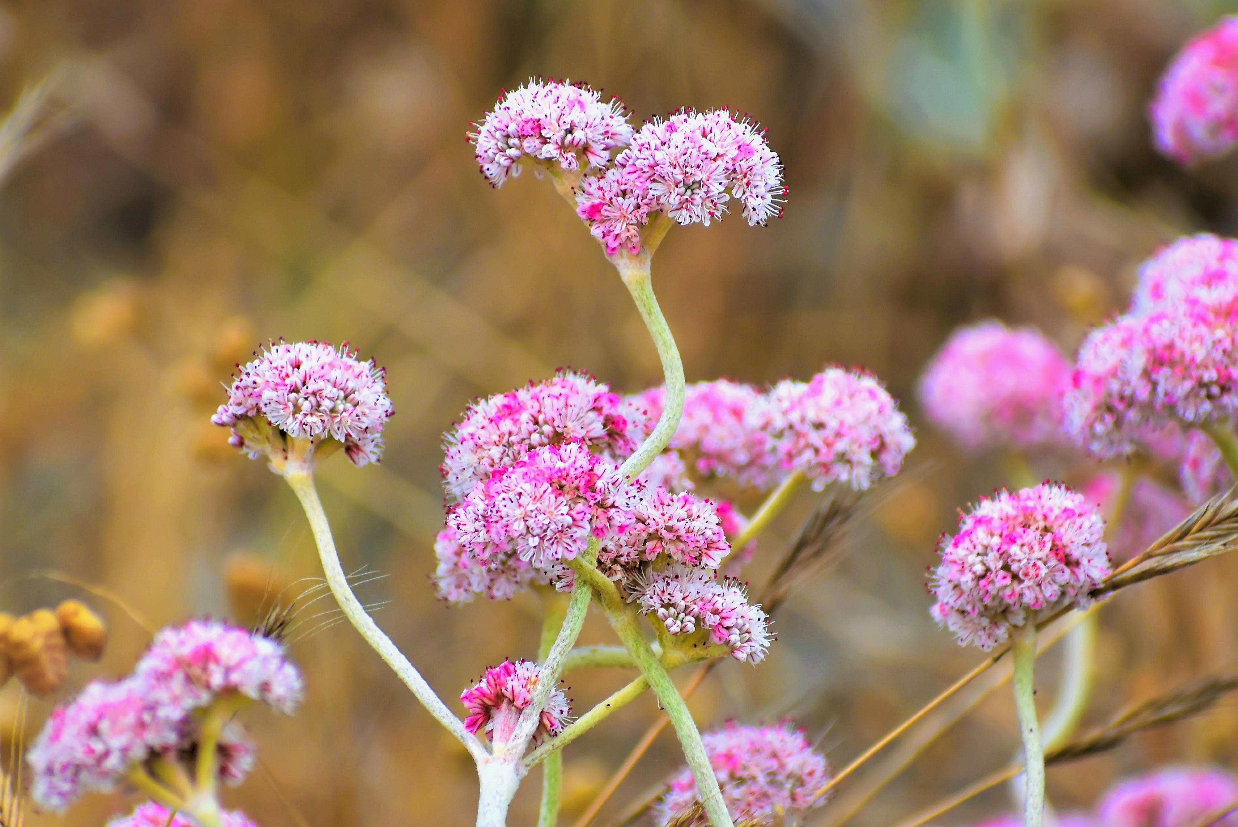 A bunch of blooming pink colored Sedum flowers.