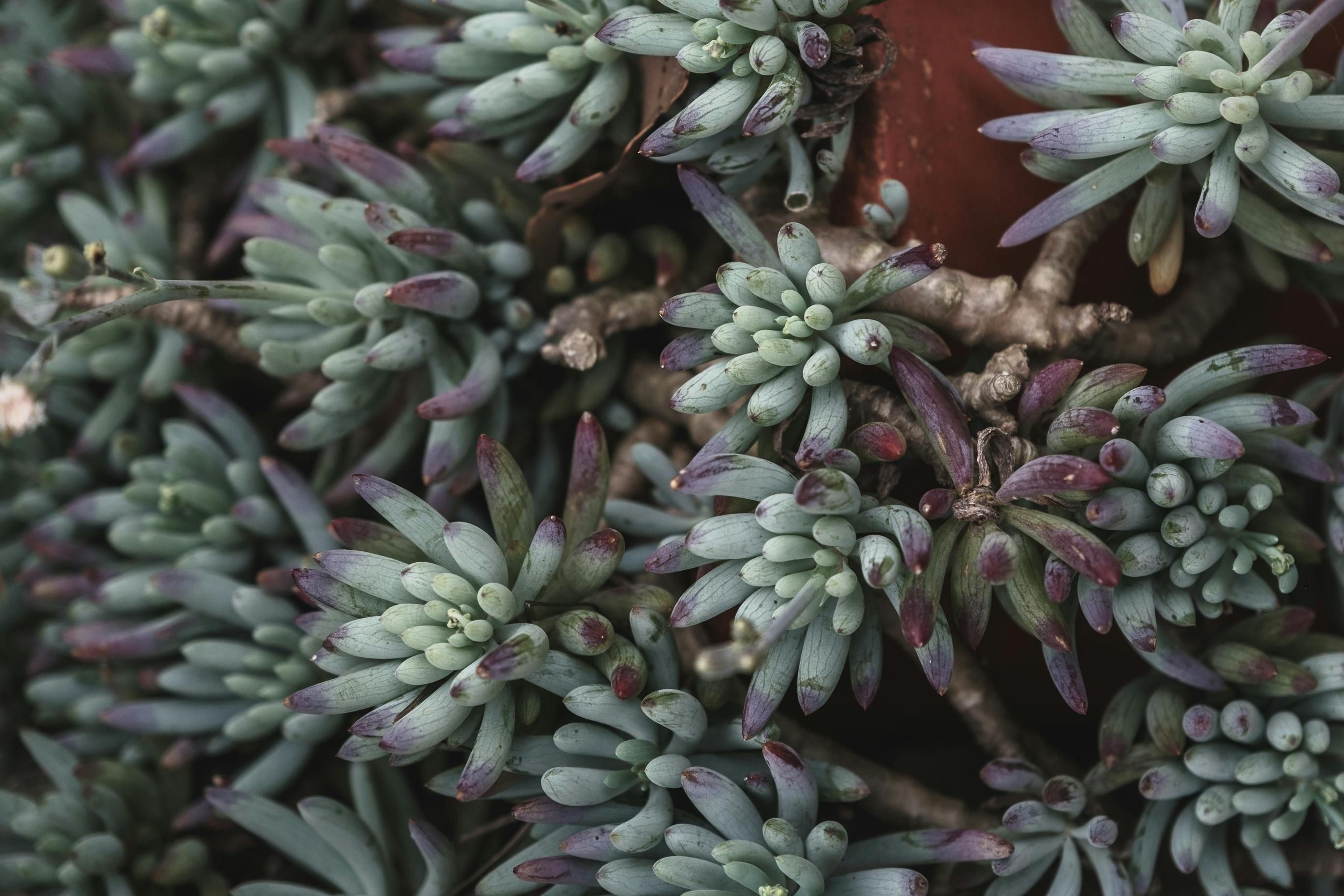 Background of green potted Sedum rupestre succulent plant