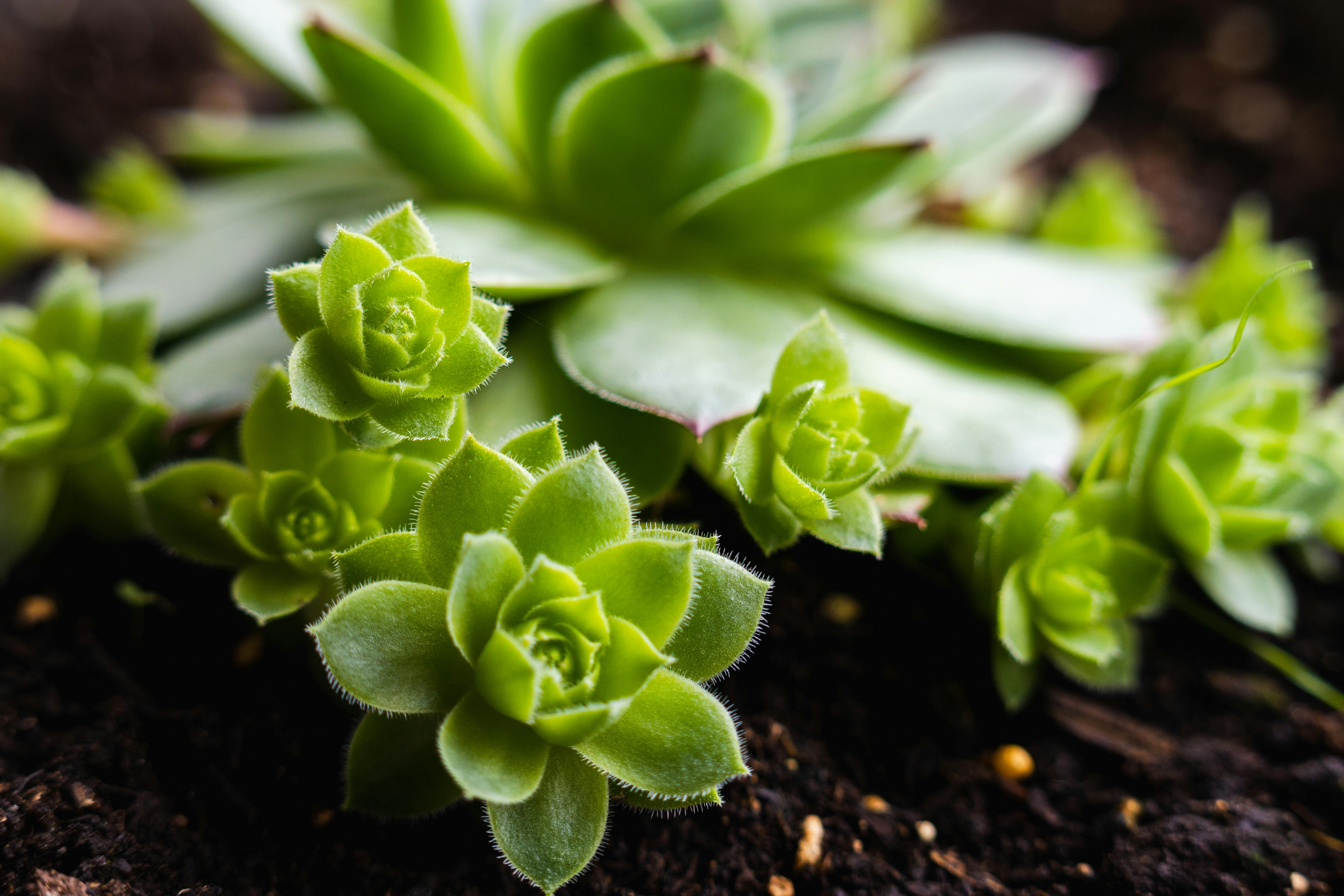 A cluster of Sempervivum or hens and chicks succulents in the soil placed outdoors