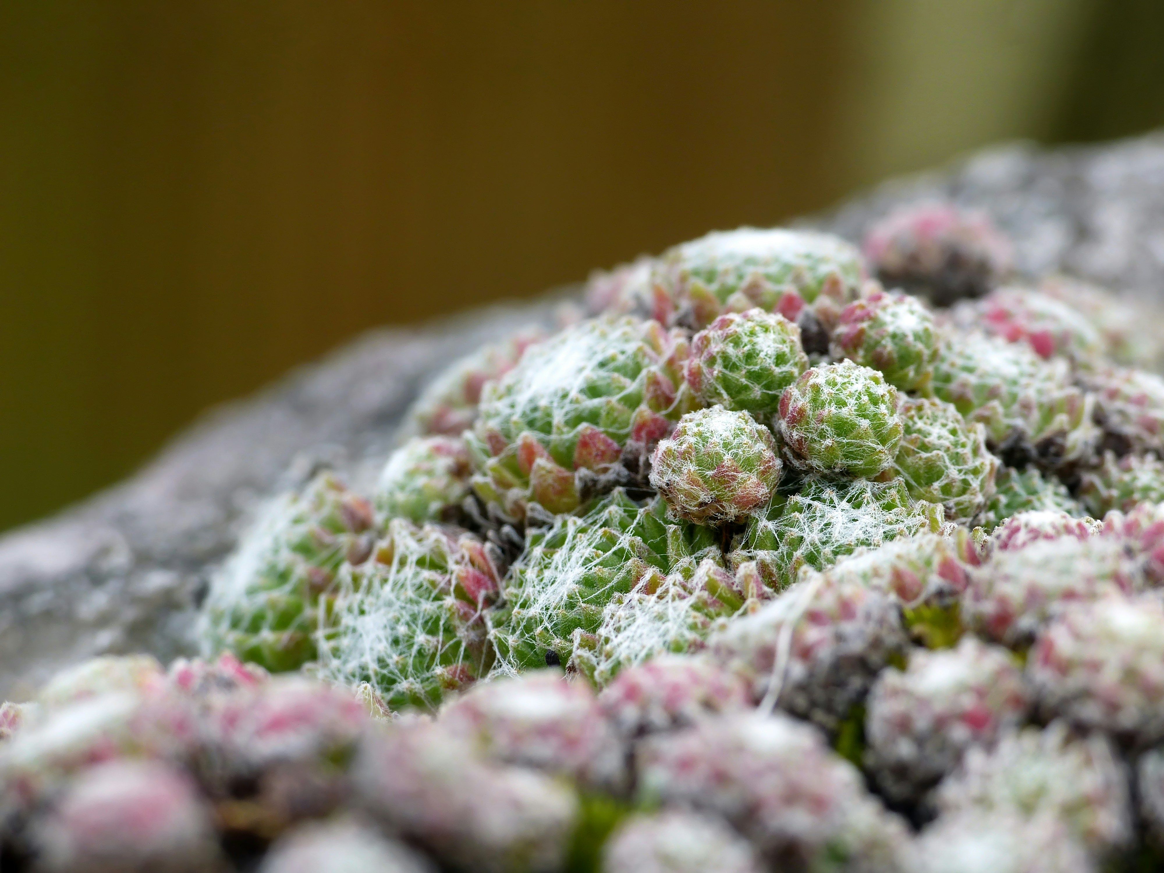 Close up photo of a cluster of Sempervivum (Hens and Chicks)