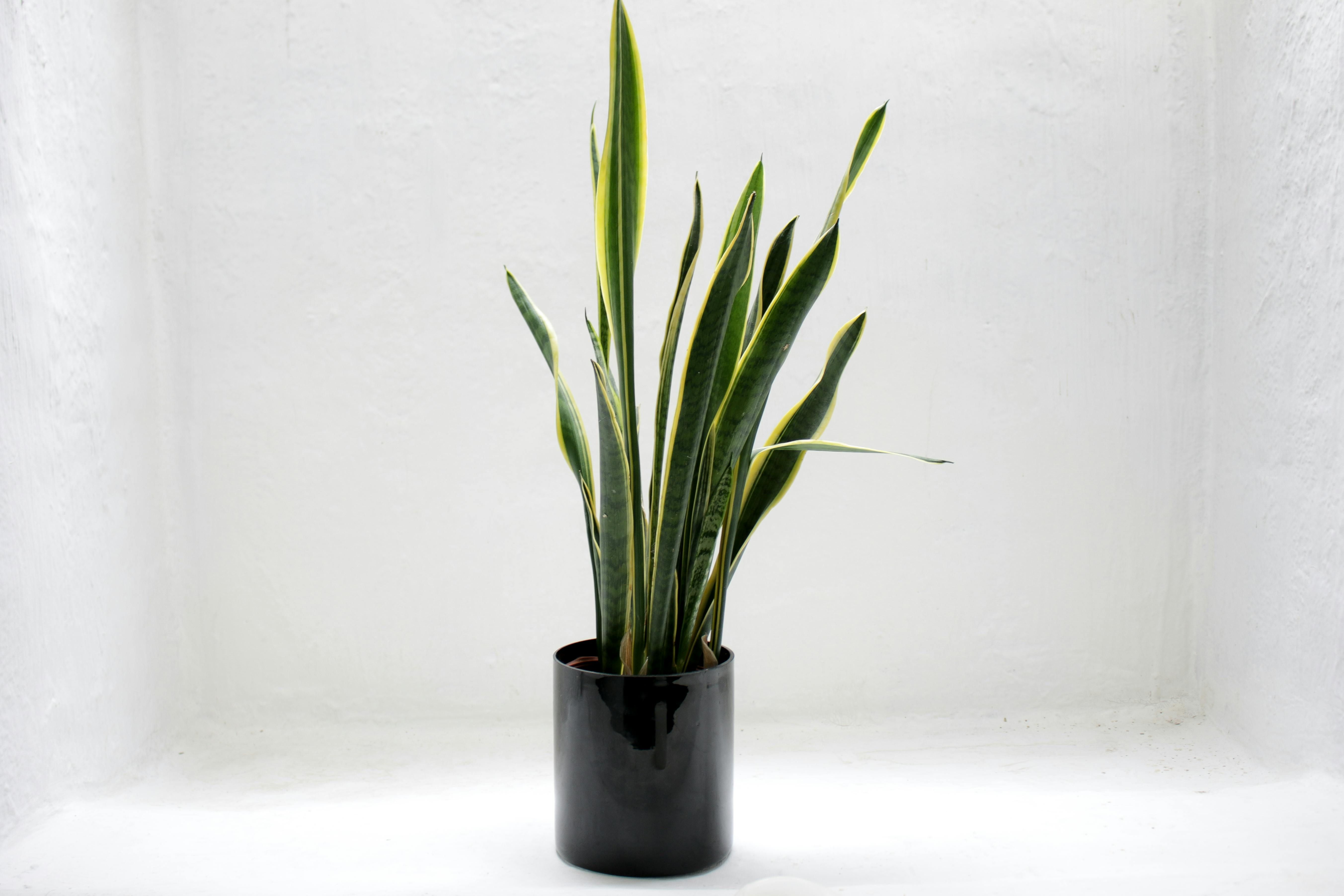 A snake plant in a black vase inside a white room.