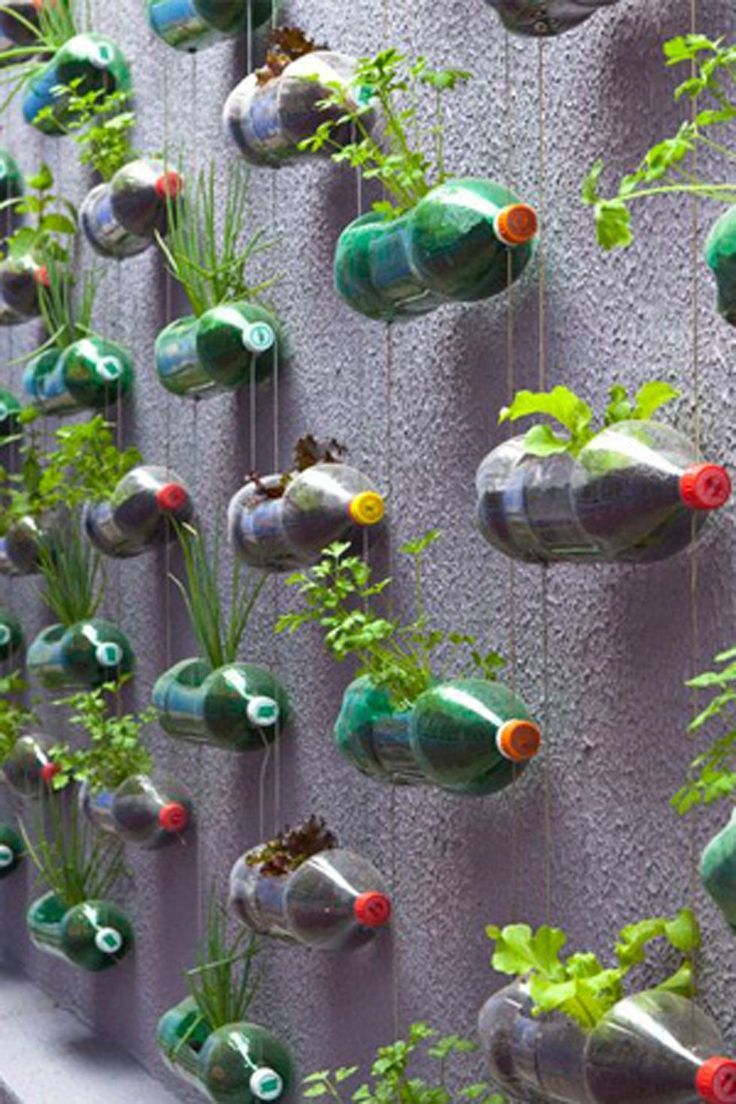 Various herbs are planted in numerious hanging soda bottles.