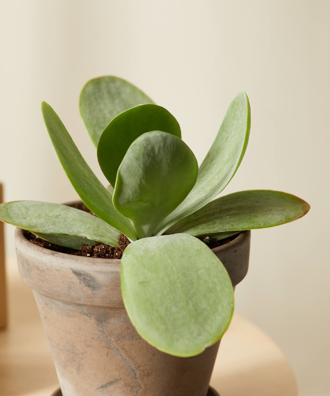 kalanchoe with soggy leaf