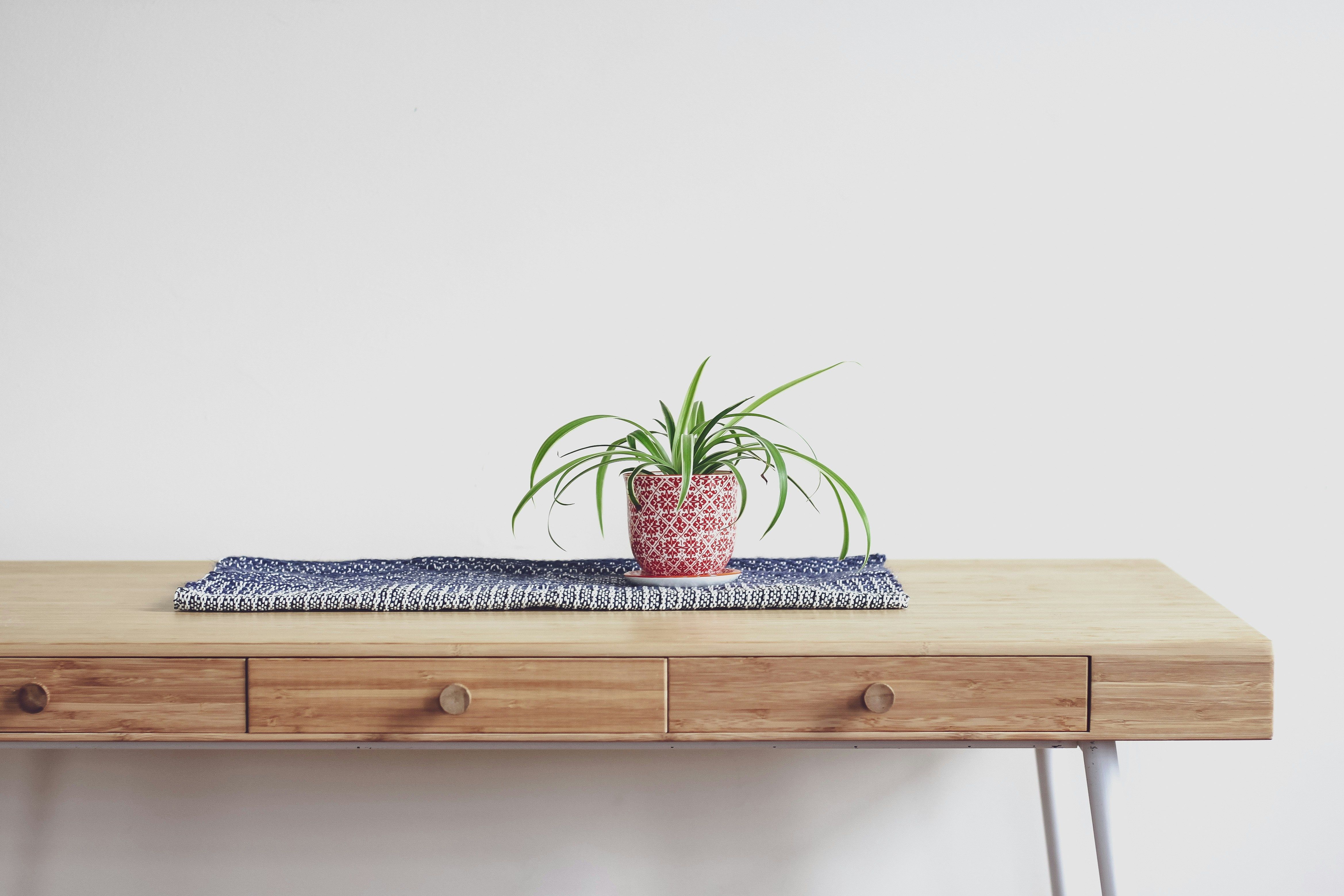 A spider plant in a pink vase on a rug on a wooden table.