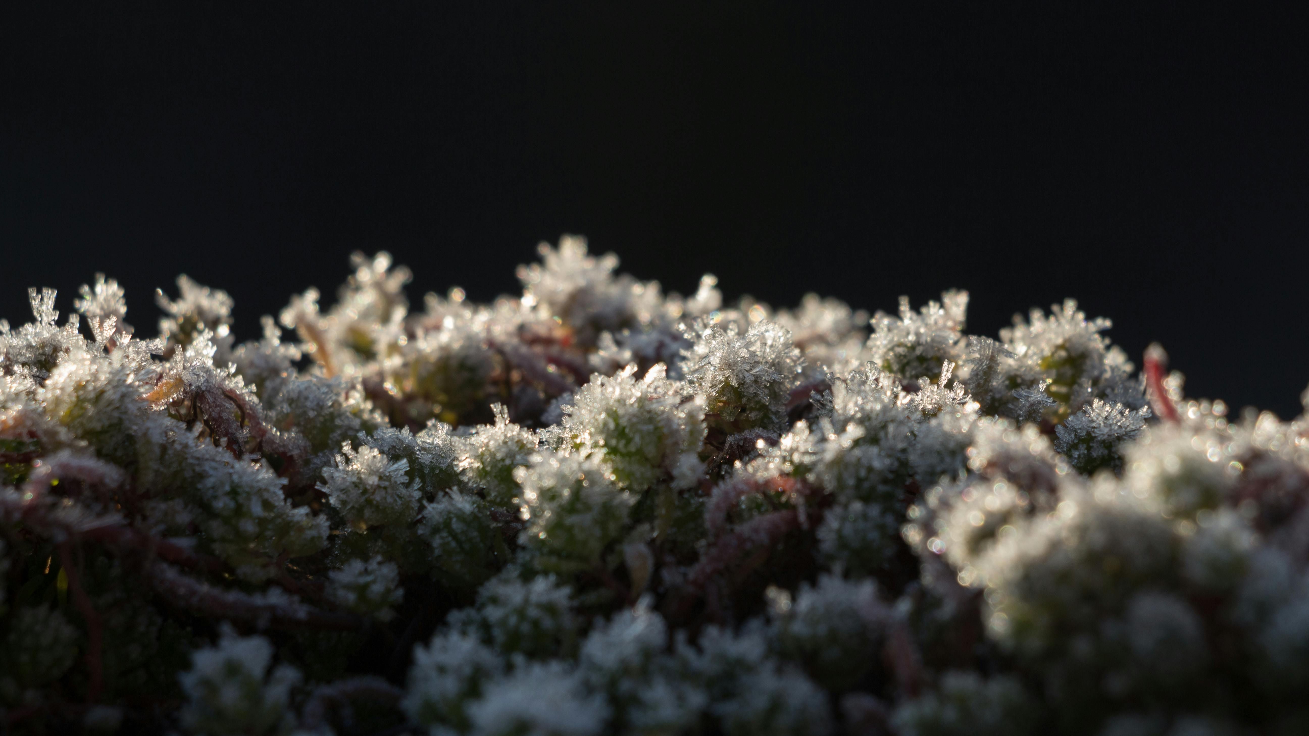 Cluster of silk veil with stems stretched out