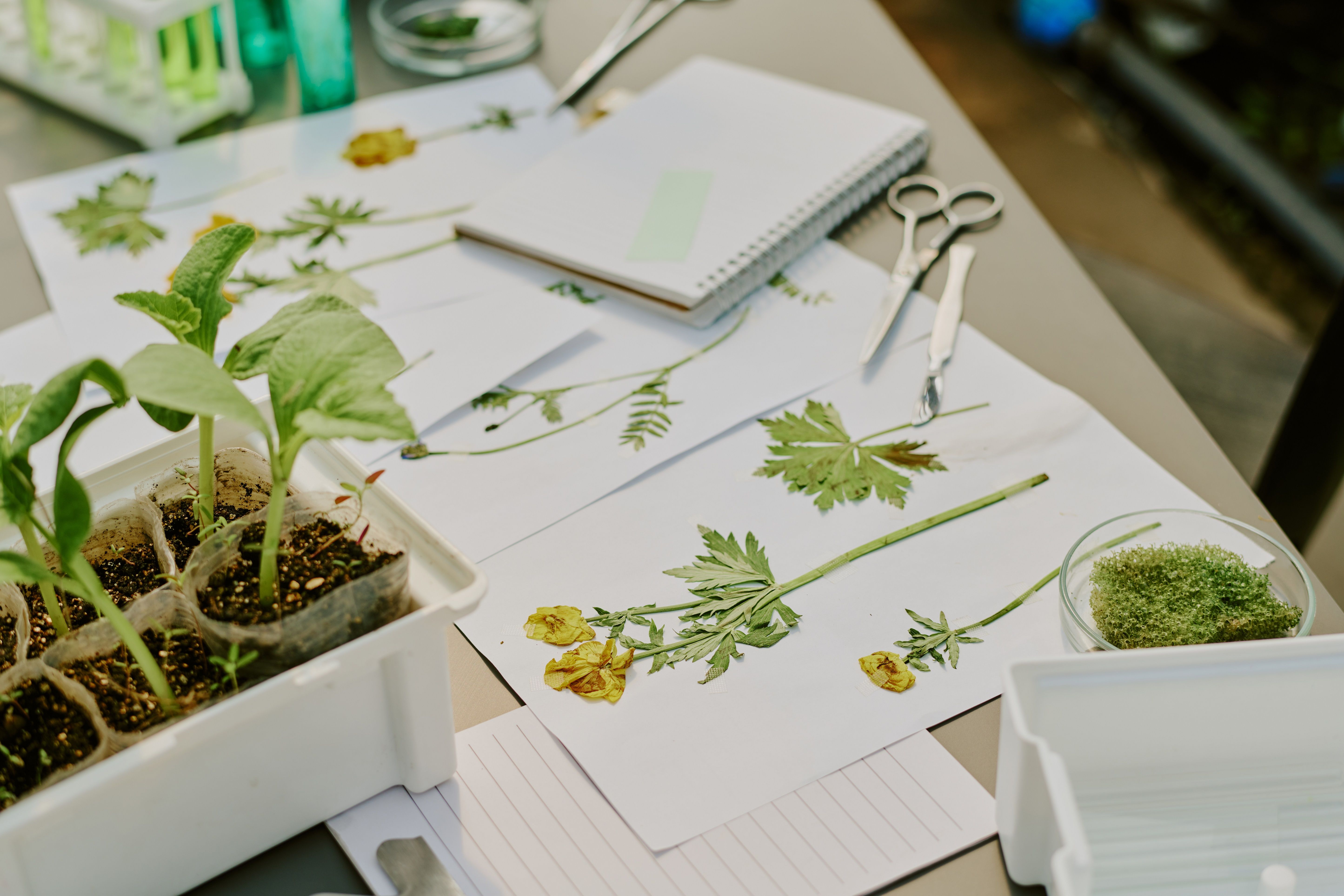 Planning and Documenting Plants on paper