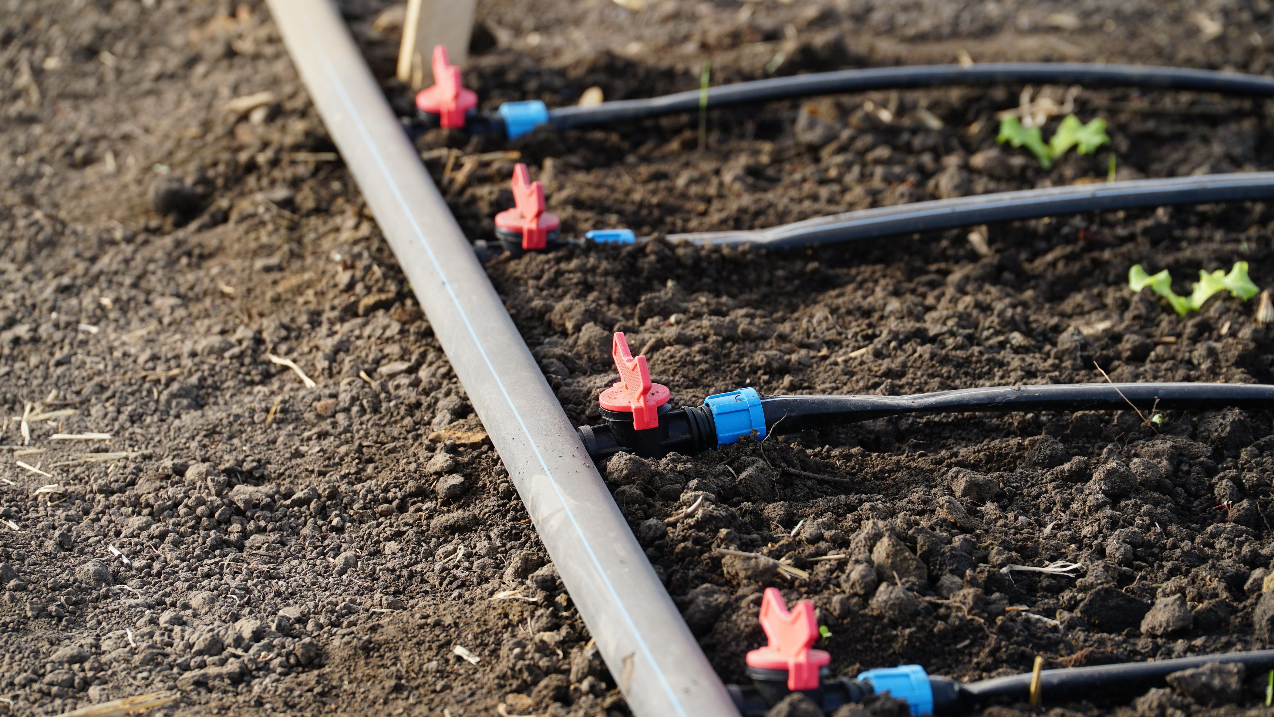 Green seedlings growing in the drip system