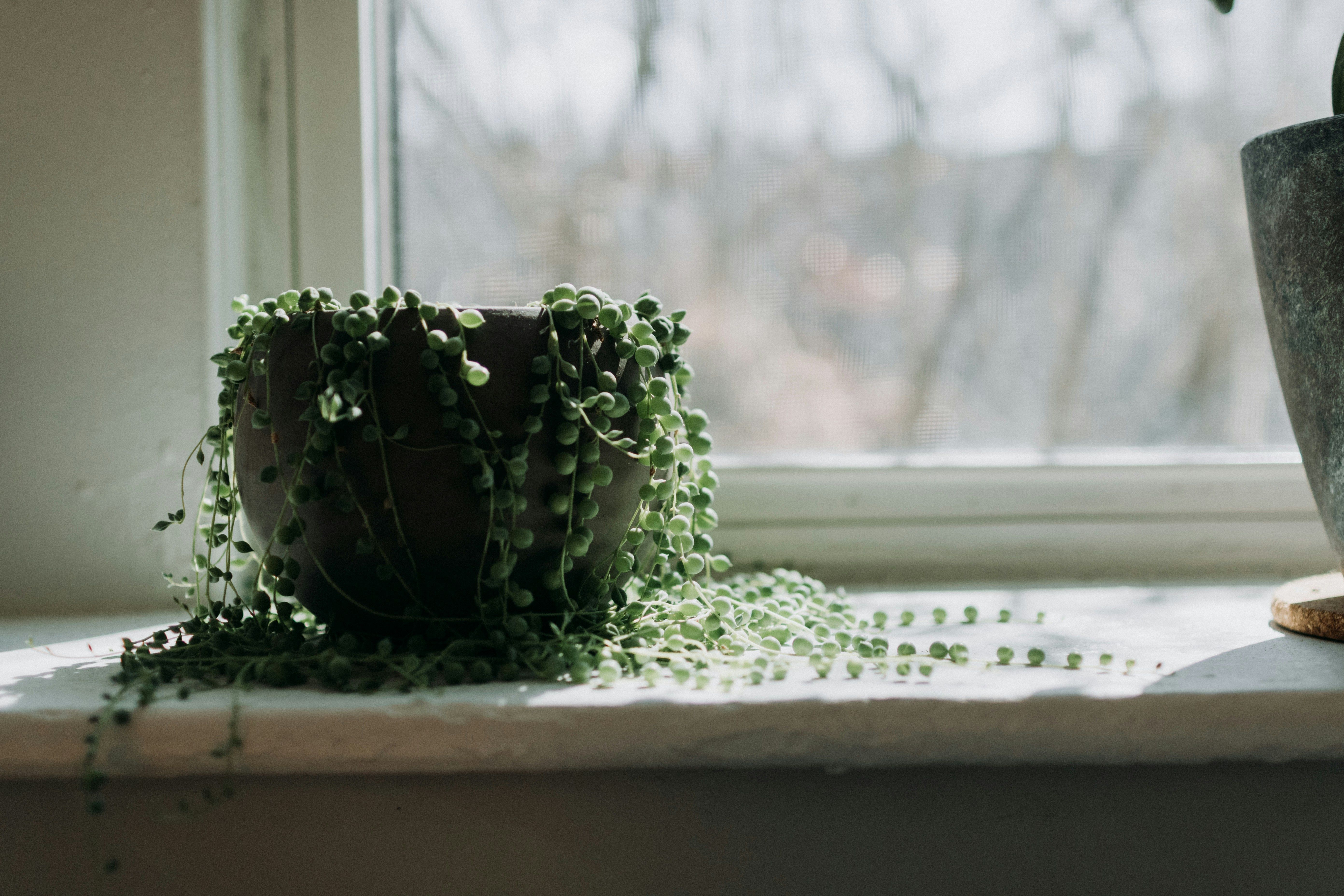 String of pearls in a pot near a window.