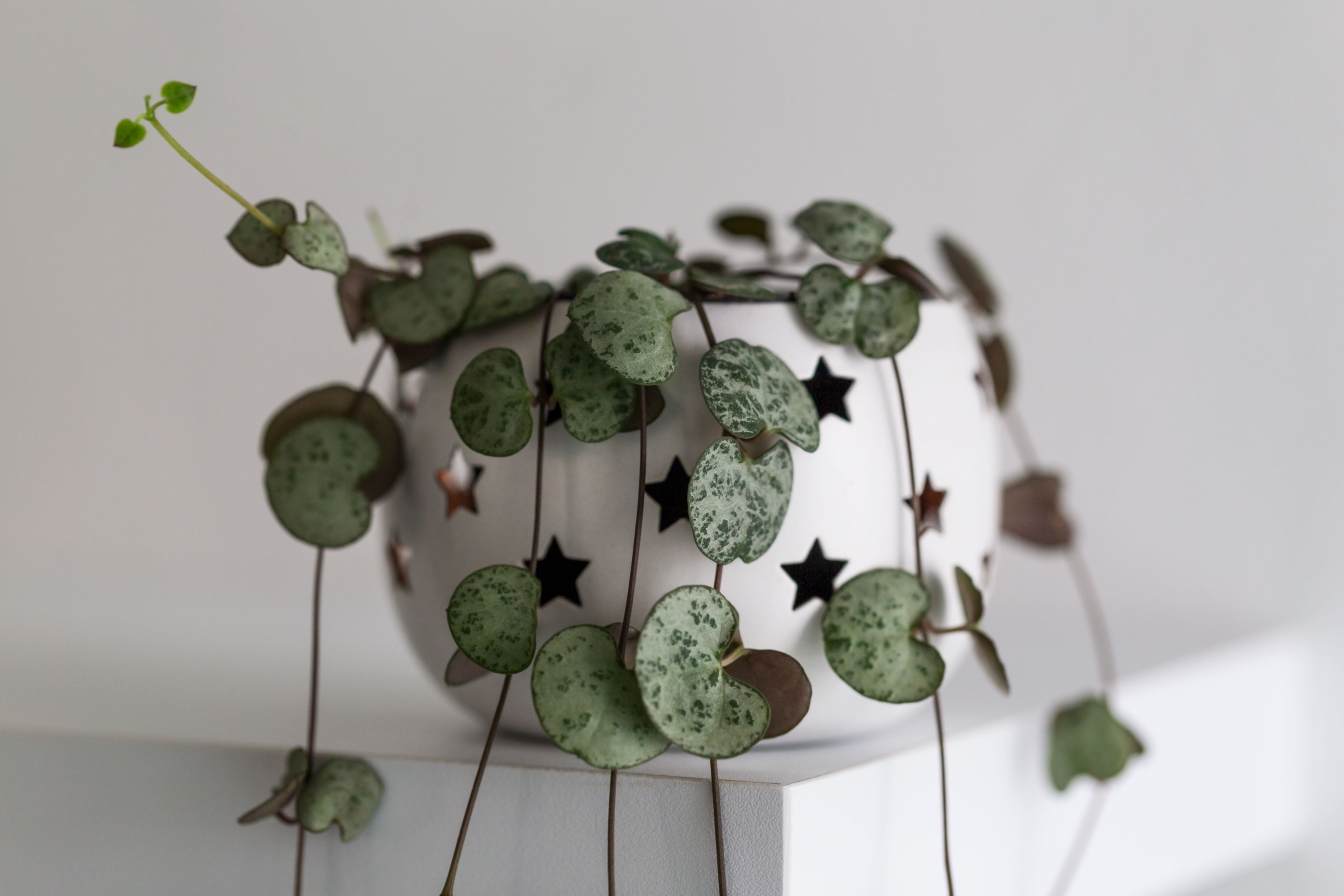 String of hearts platn in a white ceramic pot with golden stars on it