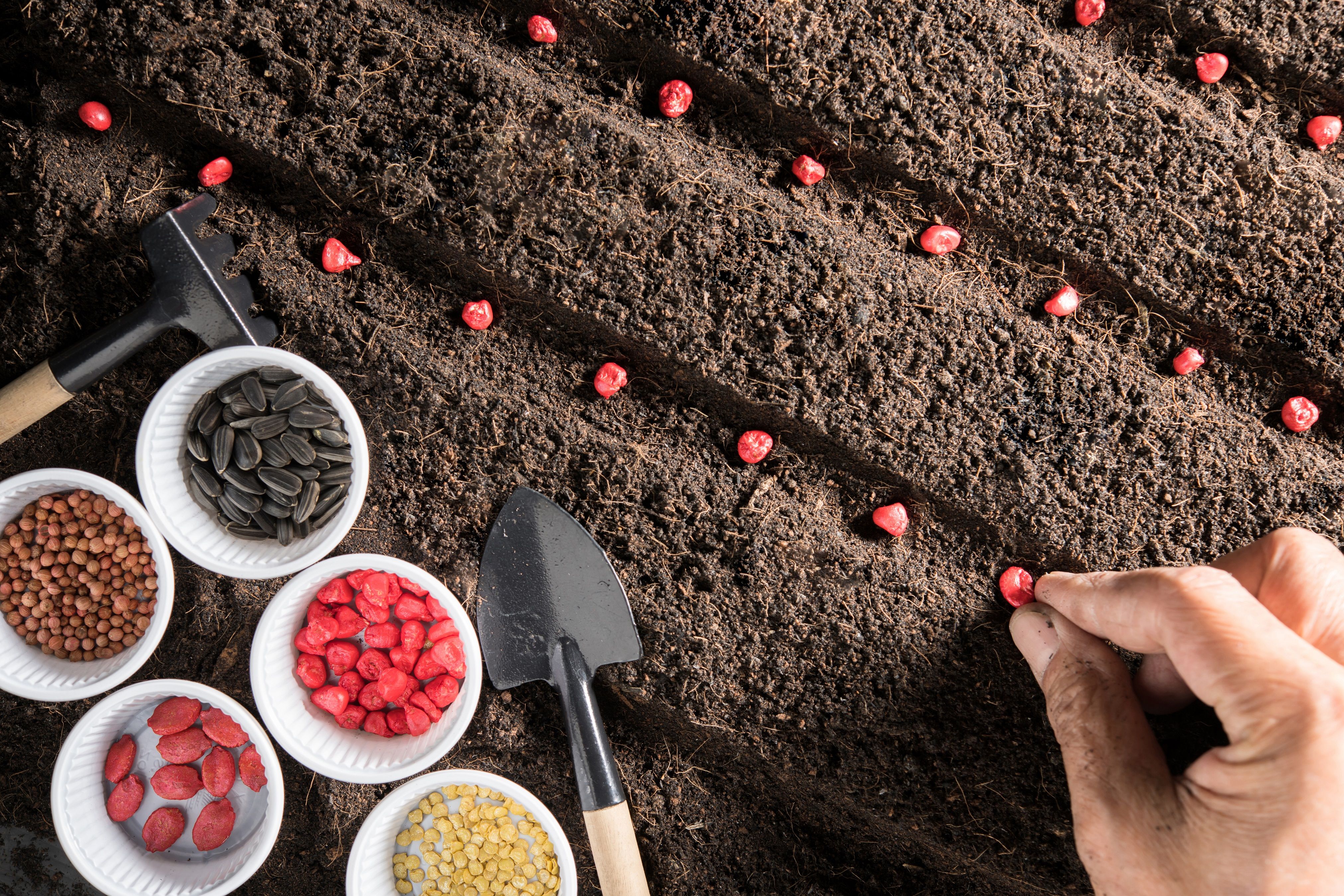 planting seeds in the field with bowls full of different seeds