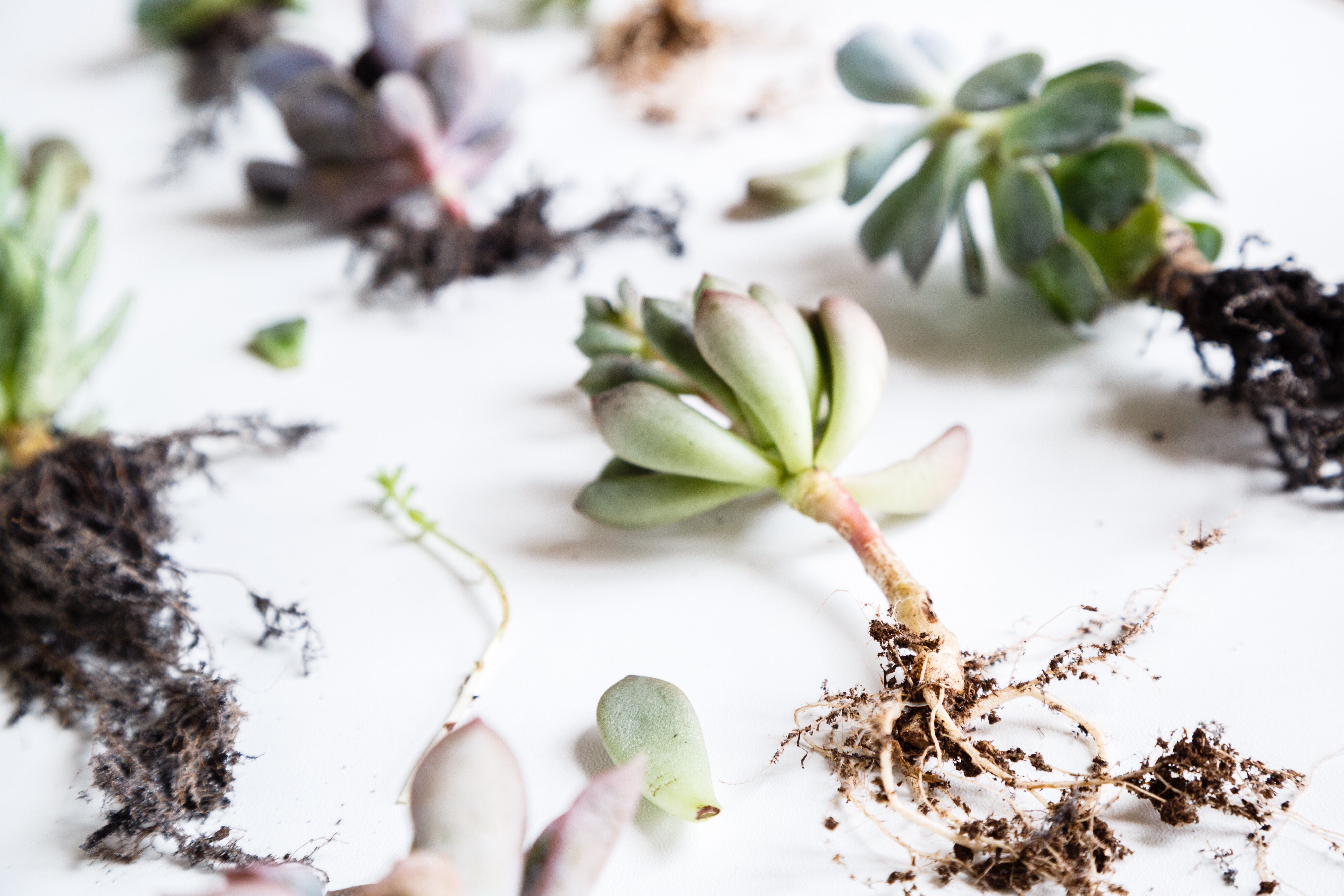 Succculent and plant roots on a white surface