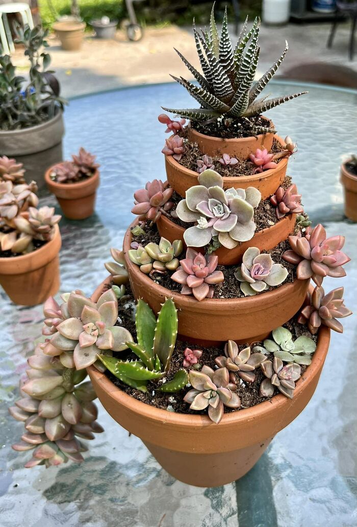 Succulents stacked on each other using pots to create a succulent tower