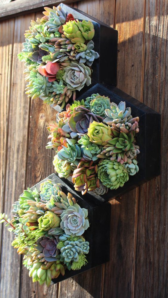 Bunch of succulents hanging from a wall, vertically.