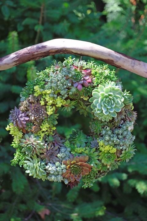 A wreath made out of succulents hanging from a branch.