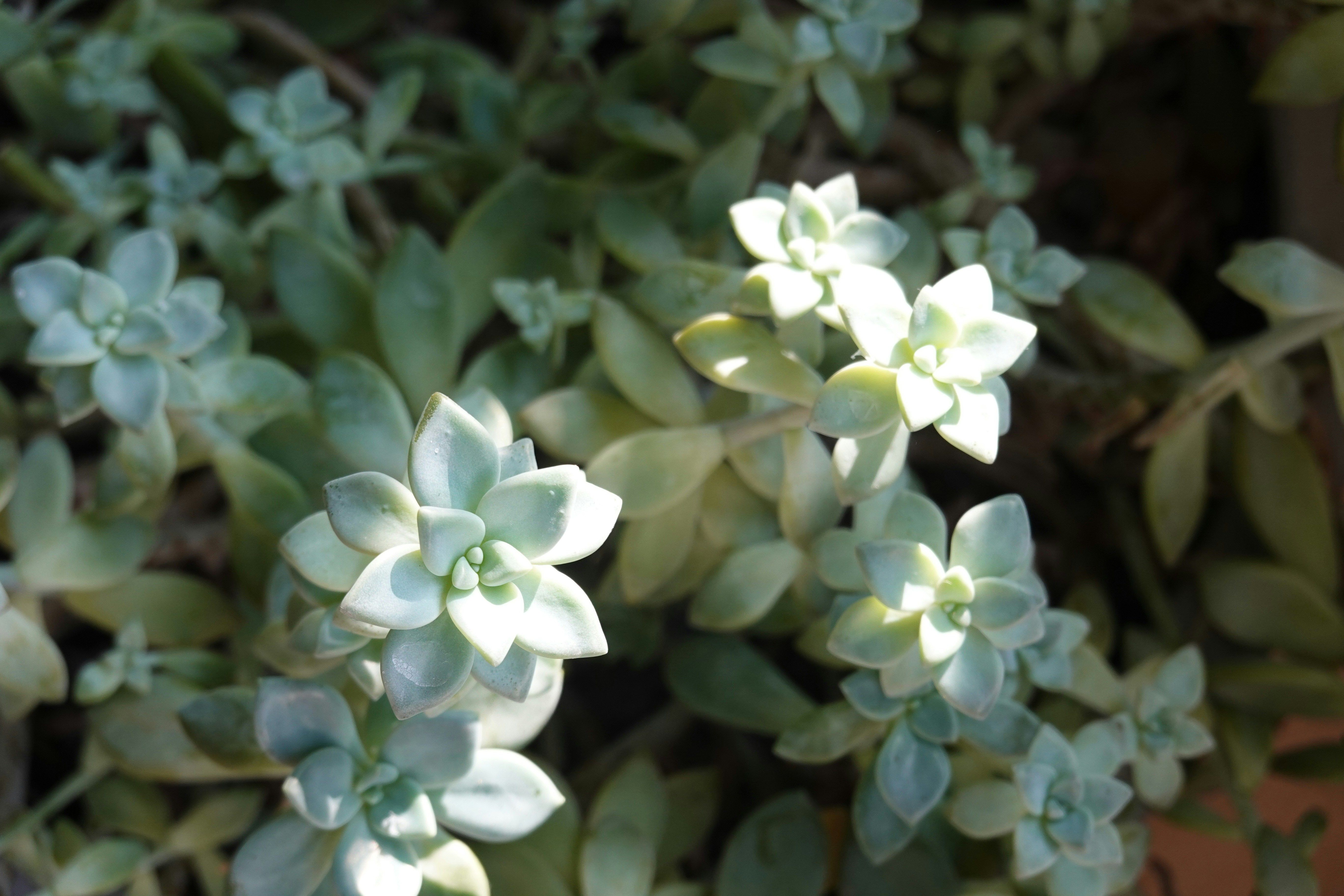 A close up of a succulent with green leaves