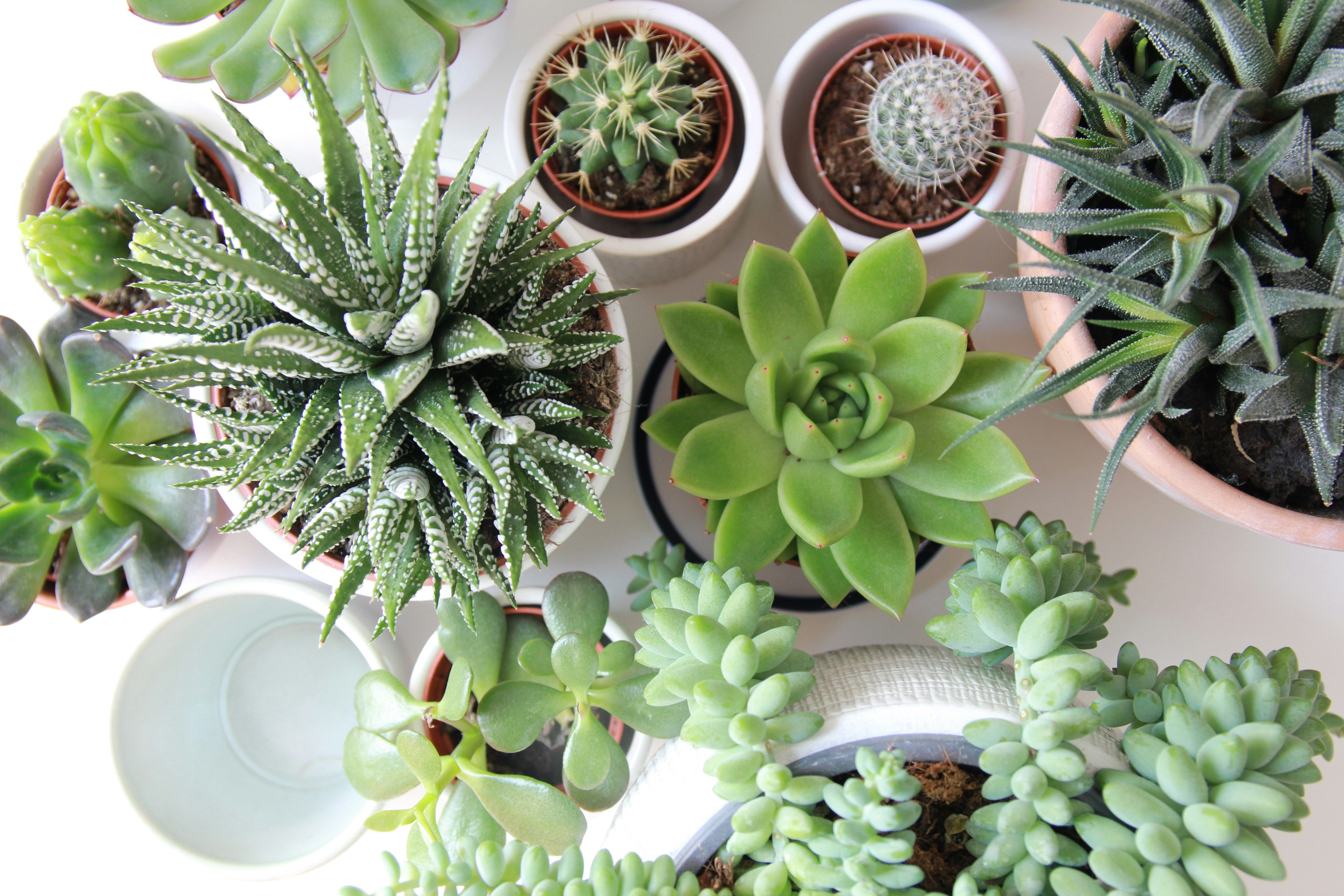 Various types of cactus in vases on a white surface.