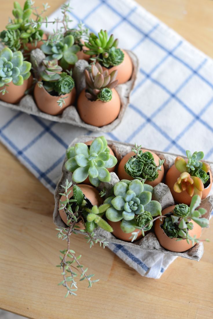 Succulents are placed in egg shells on a white handkerchief