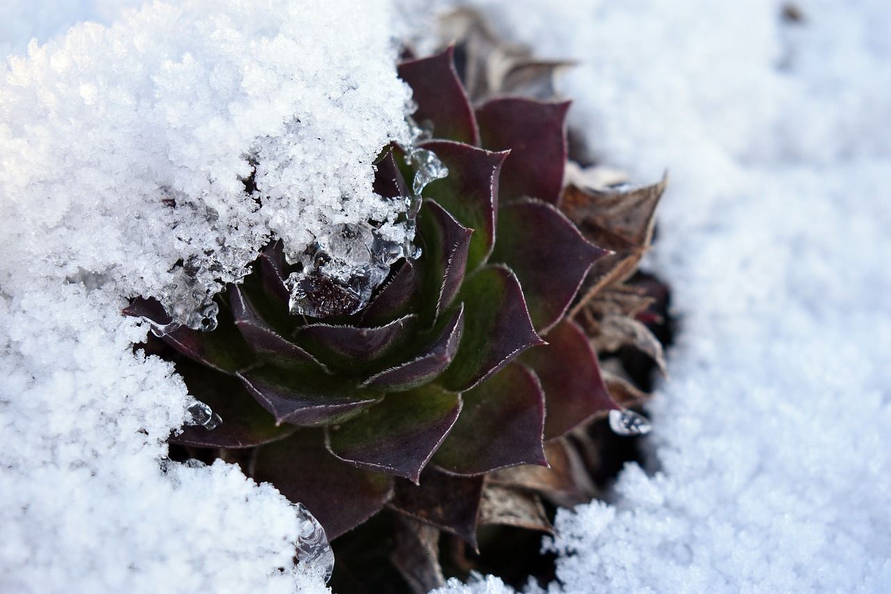 Rosette Succulent burried in snow.