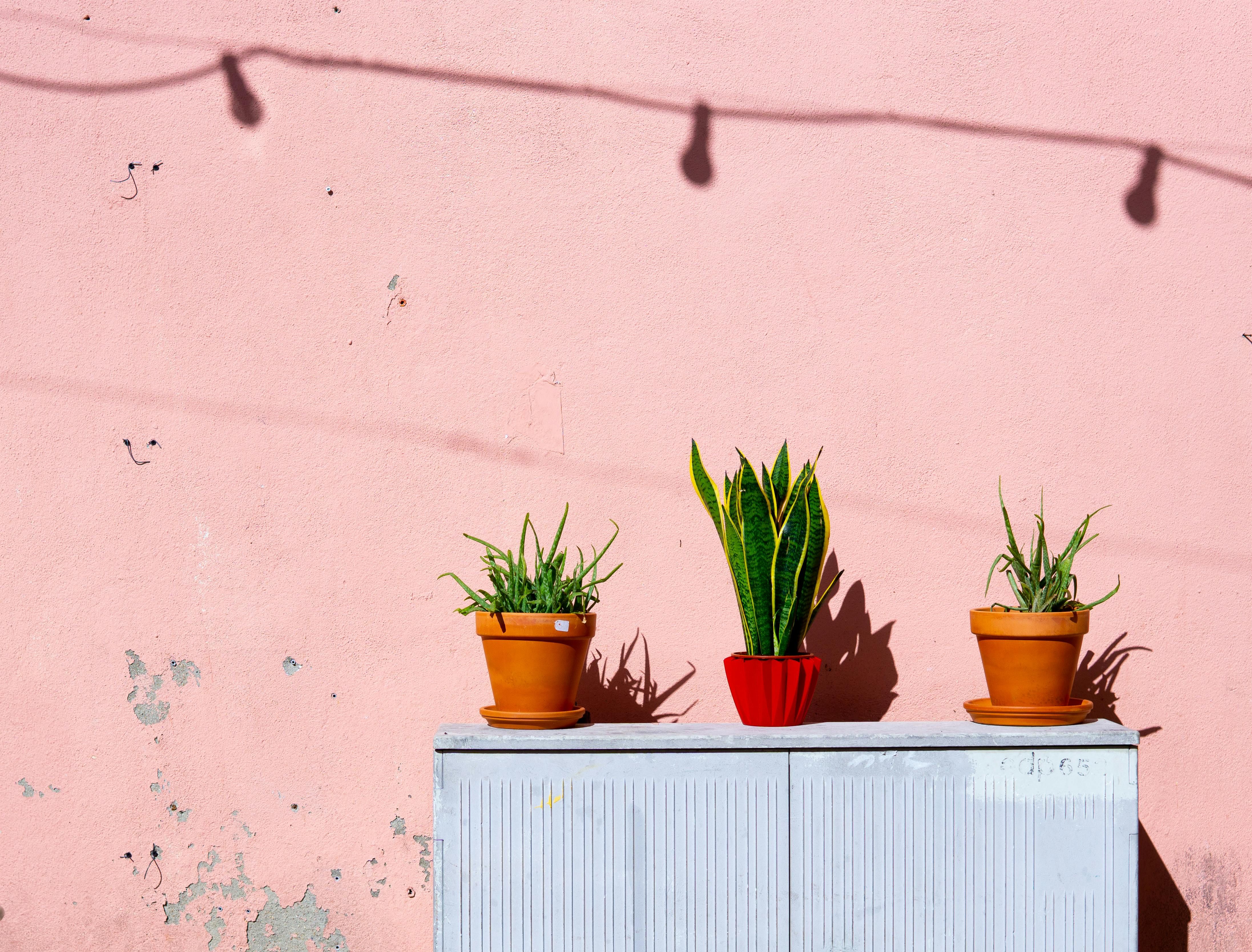 Snake plant and aloe vera plants outdoors under intense sunlight